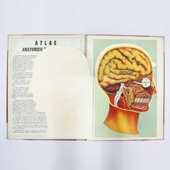 Original-Vintage-Medizindrucke, Kopf, um 1950