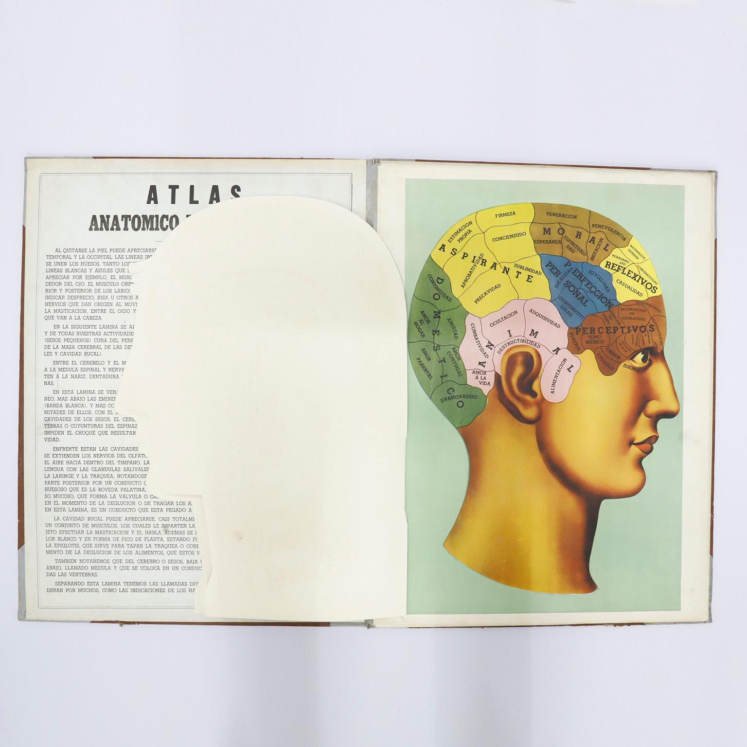 Industrial Original Vintage Medical Prints, Head, C.1950 For Sale