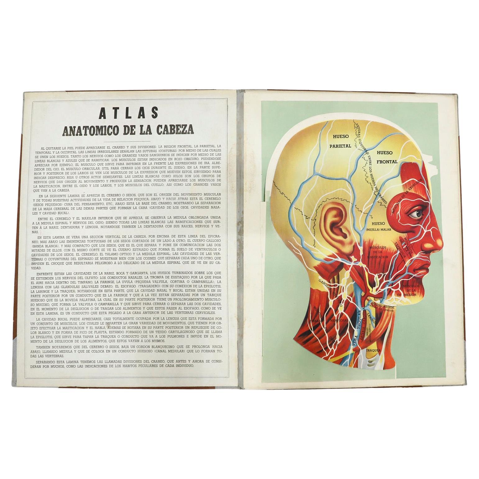 Original Vintage Medical Prints, Head, C.1950 For Sale
