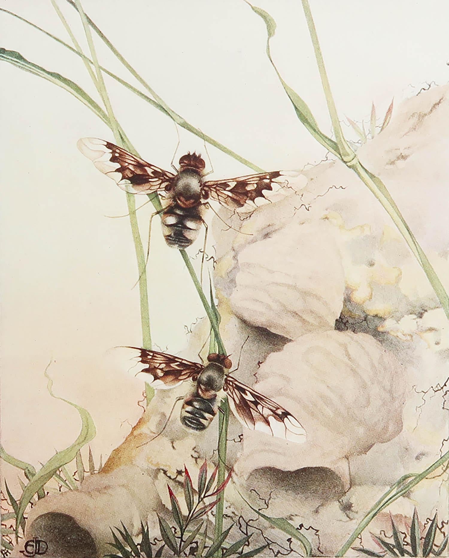 Wunderschönes Bild von E.J Detmold

Eingeklebte Platte. Auf dem Papier

Lithografie. 

Veröffentlicht C.1920

Die angegebenen Maße beziehen sich auf die Papiergröße und nicht auf das tatsächliche Druckbild.

