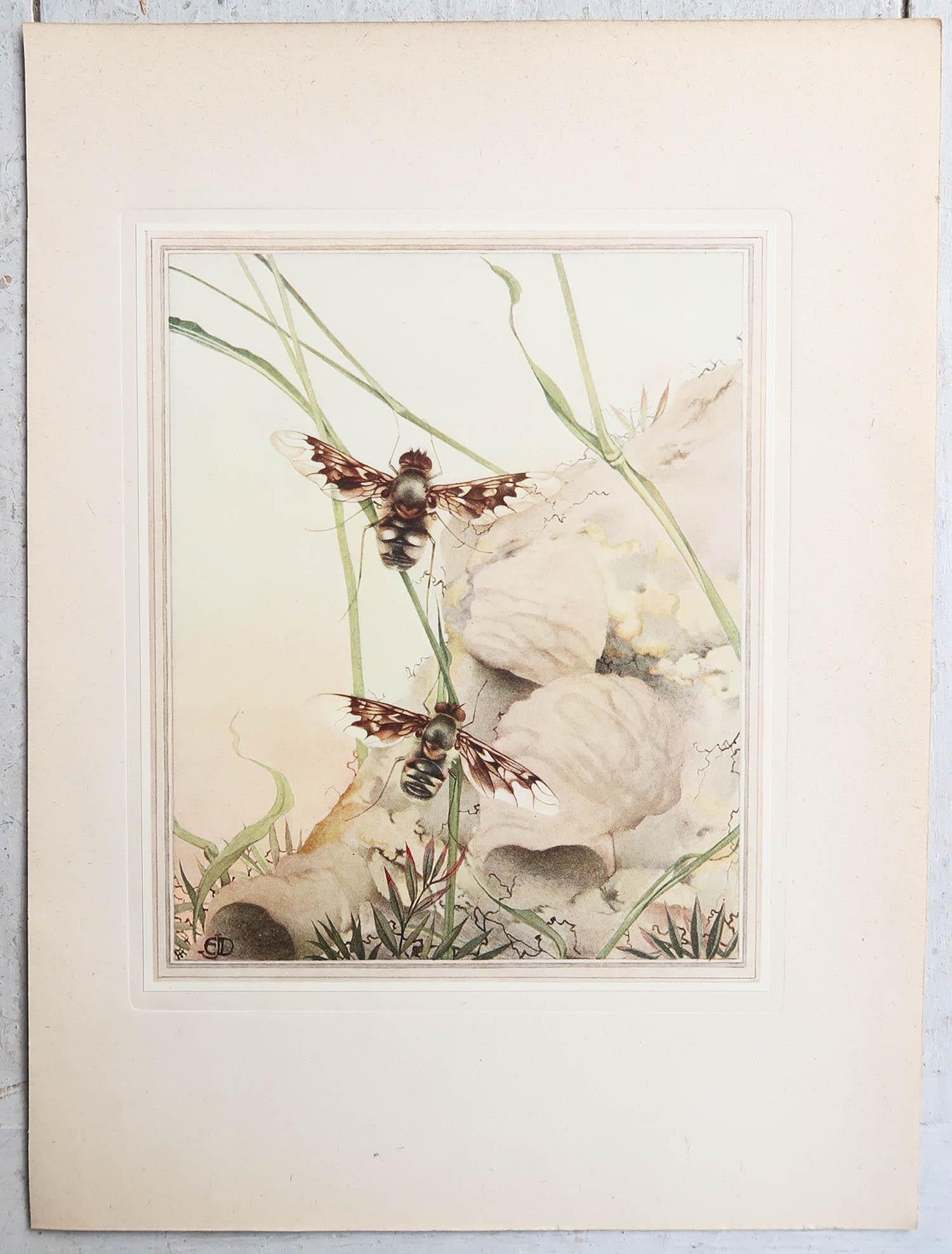 Original Vintage-Druck eines Bombyliidae-Fliegens von E.J Detmold. C.1920 (Sonstiges) im Angebot