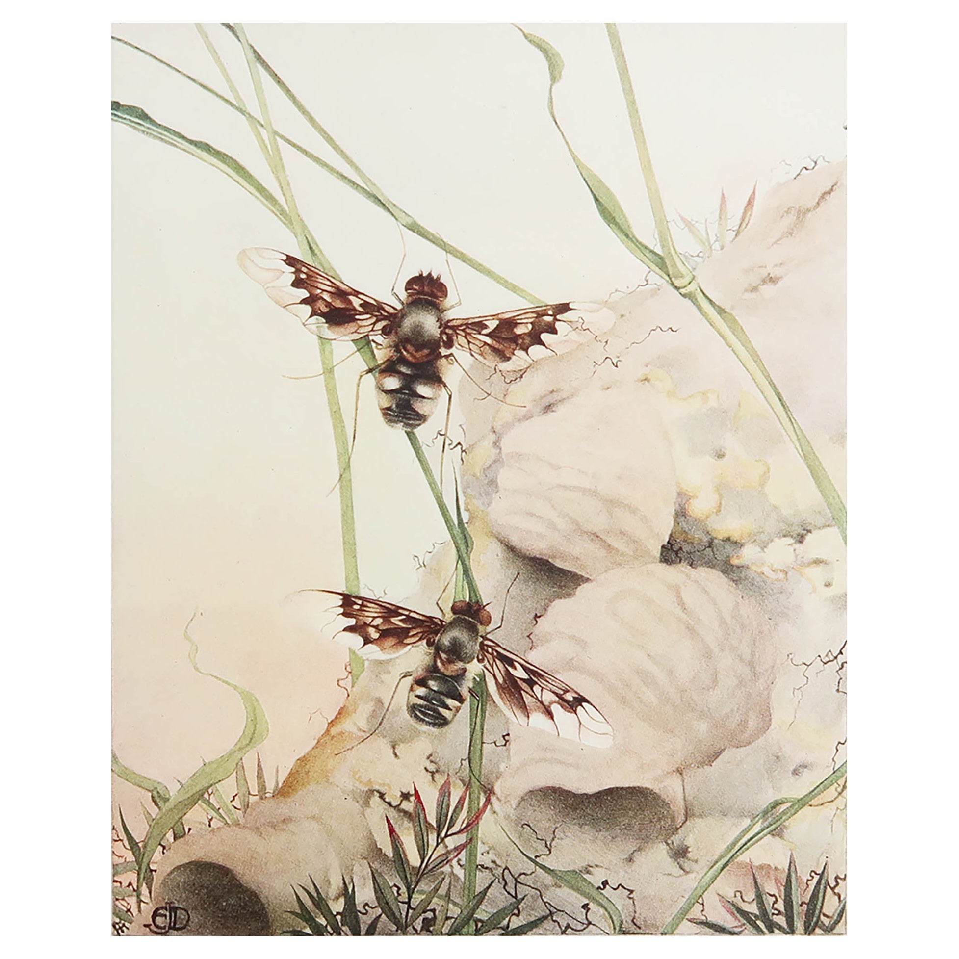 Impression originale d'une mouche bombyliidae par E.J Detmold. C.1920