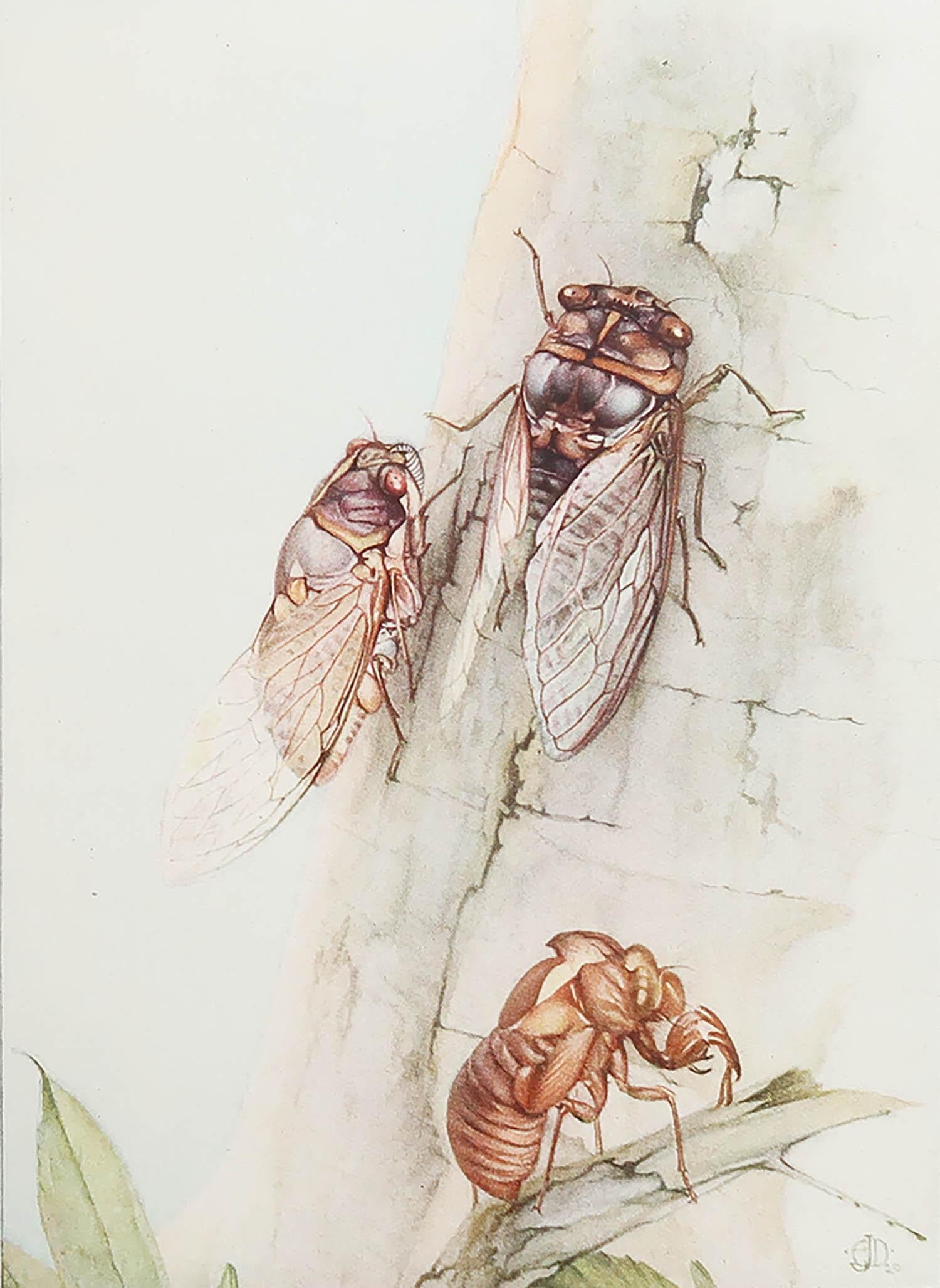 Magnifique image de E.J. Detmold

Plaque de couverture incluse dans le texte. Sur papier

Lithographie. 

Publié A.C.C.

La mesure indiquée correspond à la taille du papier et non à l'image imprimée.

