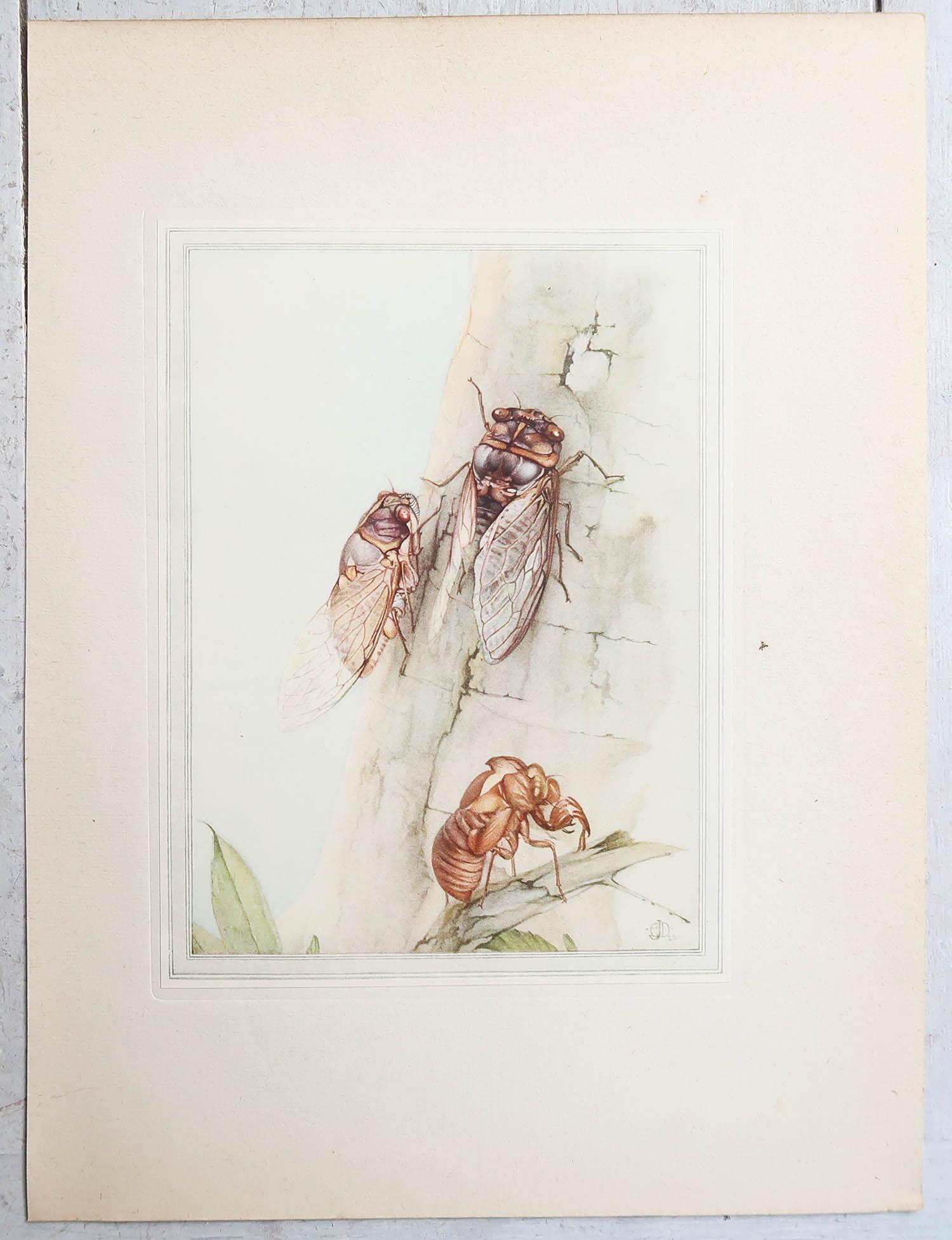 Britannique Impression originale d'un insecte de Cicadia par E.J Detmold. C.1920 en vente