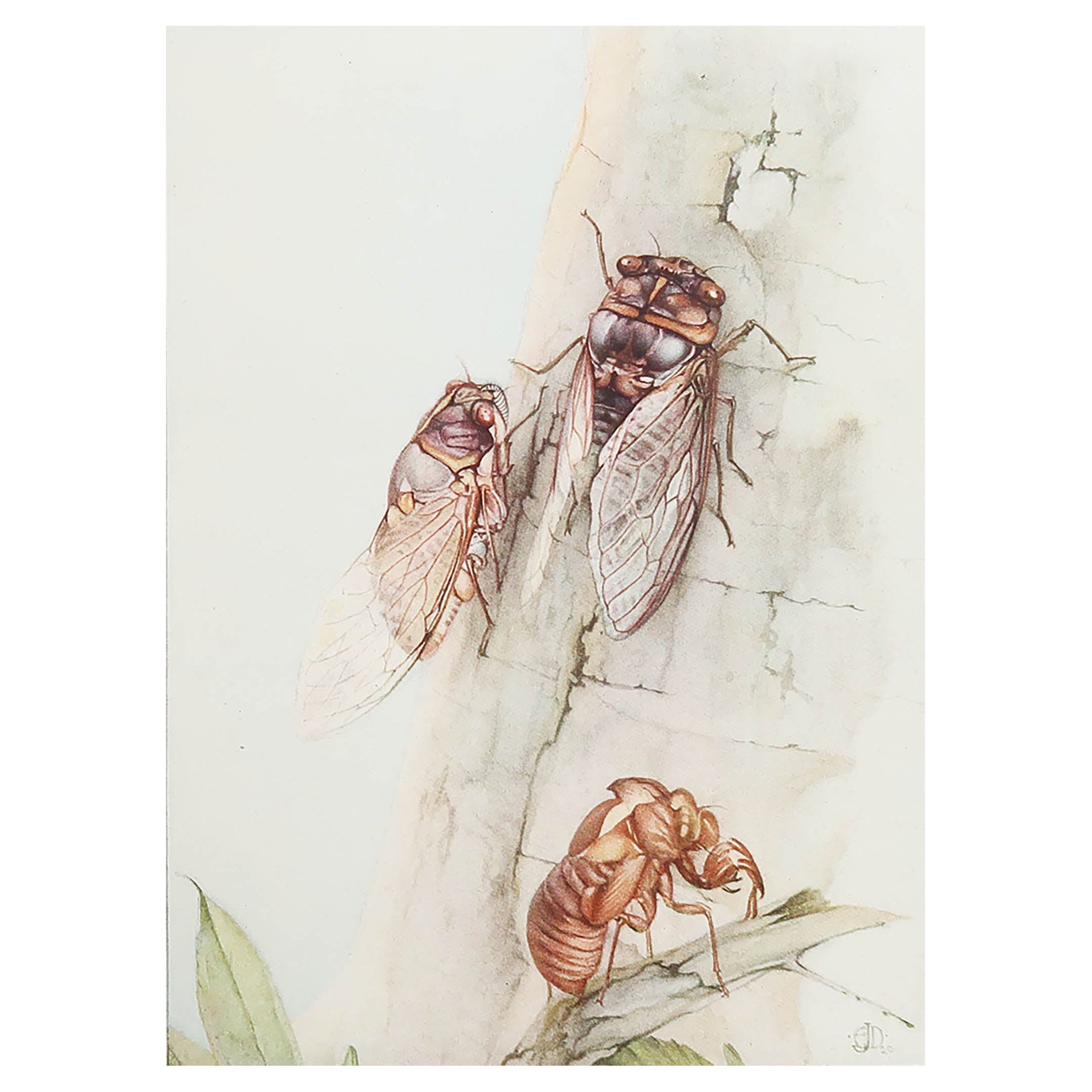 Impression originale d'un insecte de Cicadia par E.J Detmold. C.1920