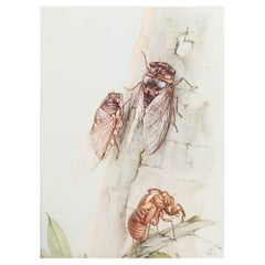 Impression originale d'un insecte de Cicadia par E.J Detmold. C.1920