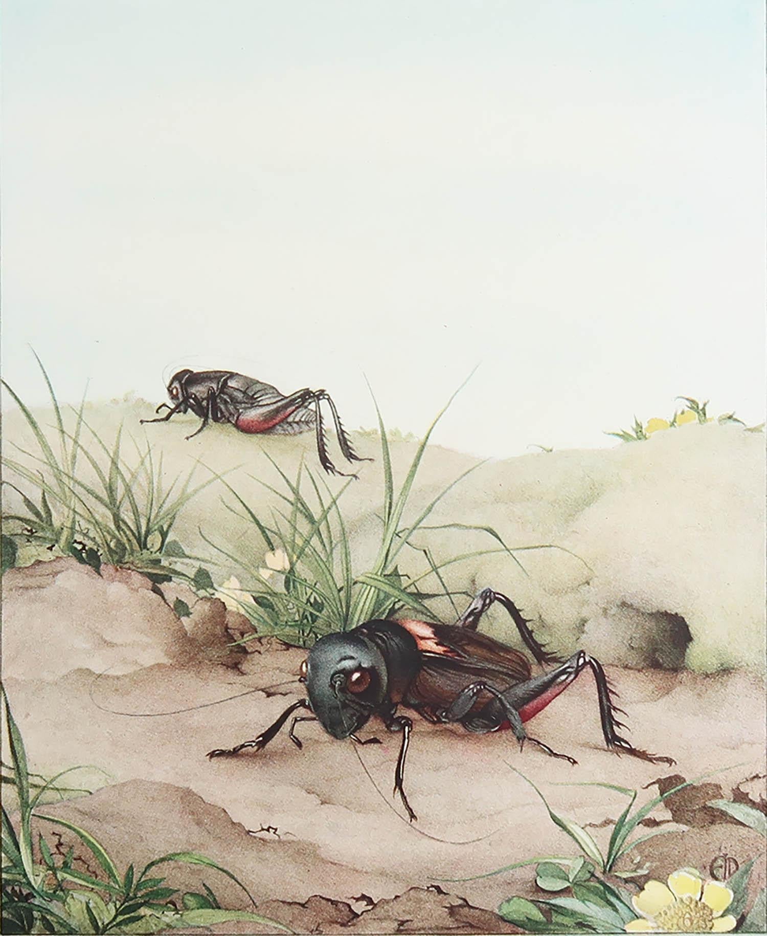 Splendida immagine di E.J Detmold

Piastra rovesciata. Su carta

Litografia. 

Pubblicato nel 1920

La misura indicata è il formato della carta, non l'immagine effettivamente stampata.

