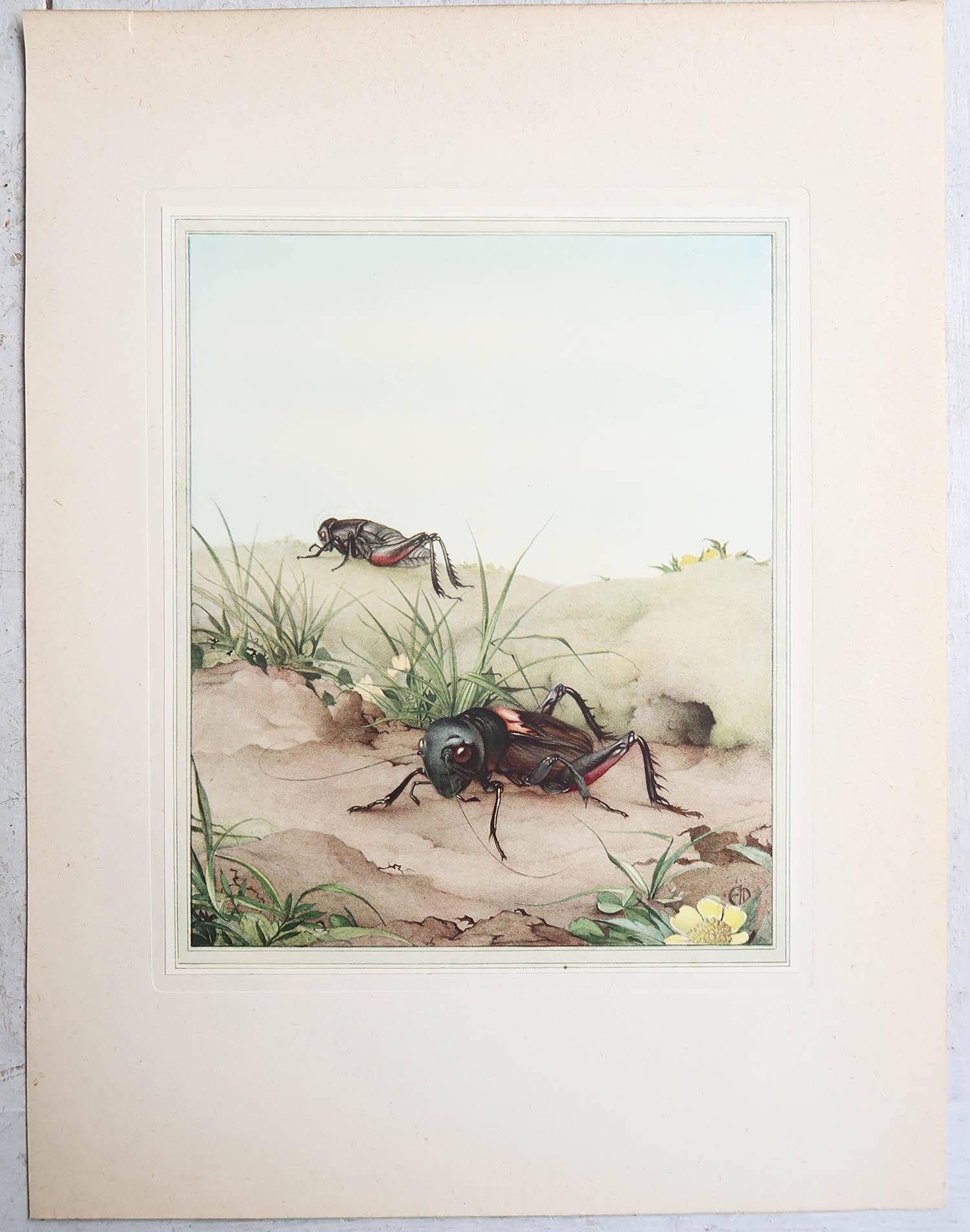Altro Stampa originale d'epoca di un grillo da campo di E.J Detmold. C.1920 in vendita