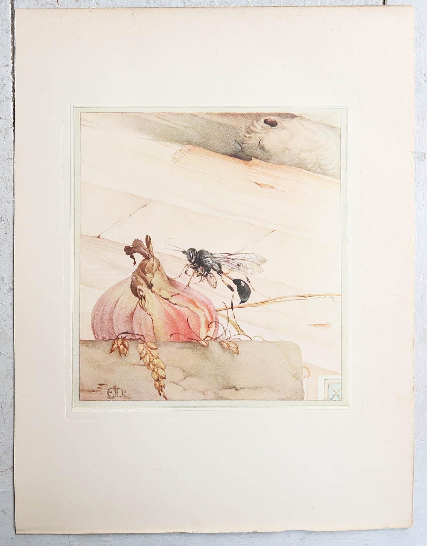 Britannique Impression originale d'un récipient spiralé Pelopaeus par E.J Detmold. C.1920 en vente