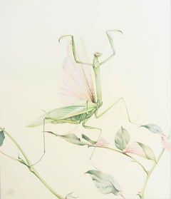 Original Vintage Print of A Praying Mantis By E.J Detmold. C.1920