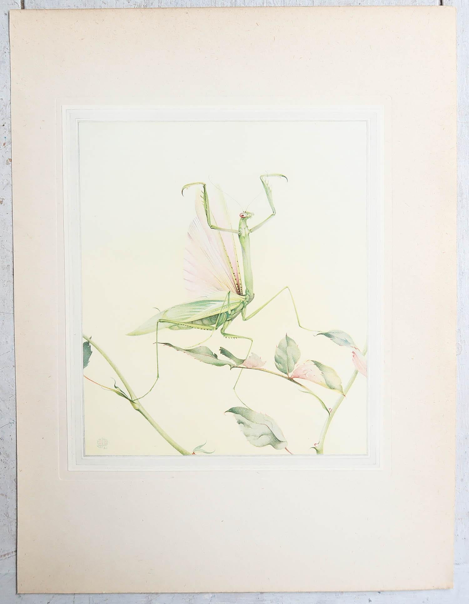 Autre Impression originale d'une Mantis priant par E.J Detmold. C.1920 en vente