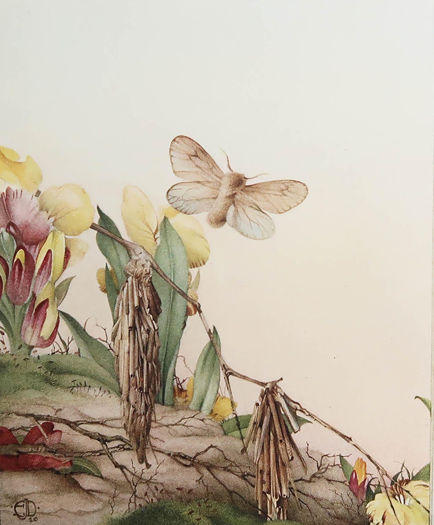 Splendida immagine di E.J Detmold

Piastra rovesciata. Su carta

Litografia. 

Pubblicato nel 1920

La misura indicata è il formato della carta, non l'immagine effettivamente stampata.

