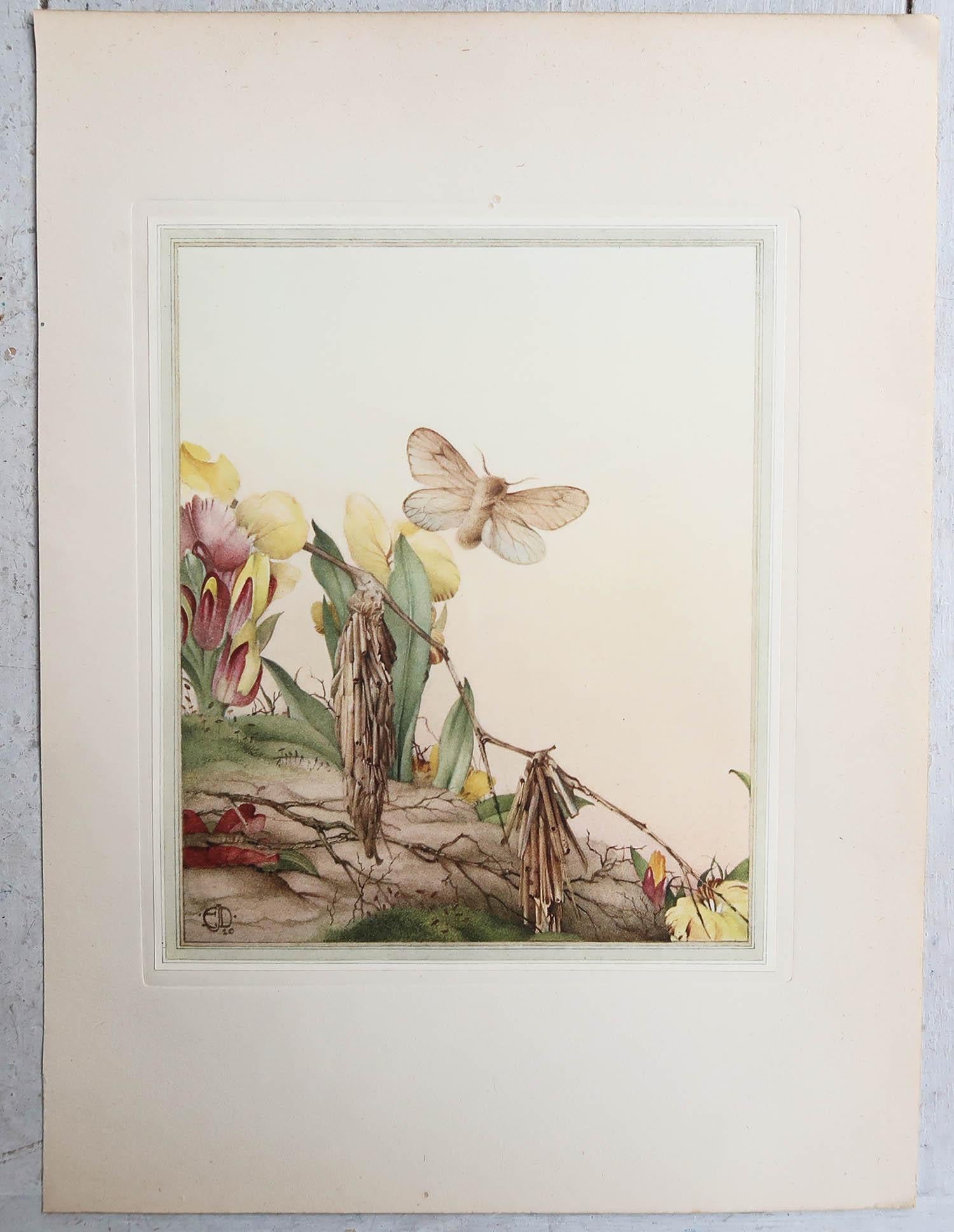 Britannico Stampa originale d'epoca di una farfalla Psiche di E.J Detmold. C.1920 in vendita