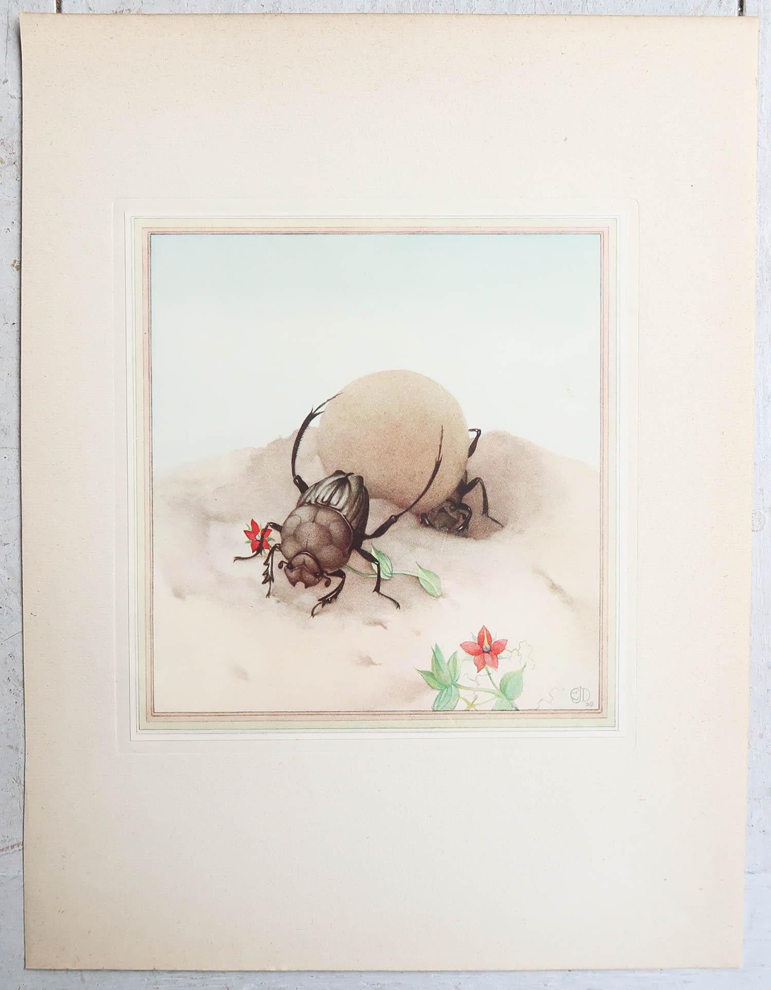 Autre Impression originale d'un scarabée en forme de scarabée par E.J Detmold, C.1920 en vente