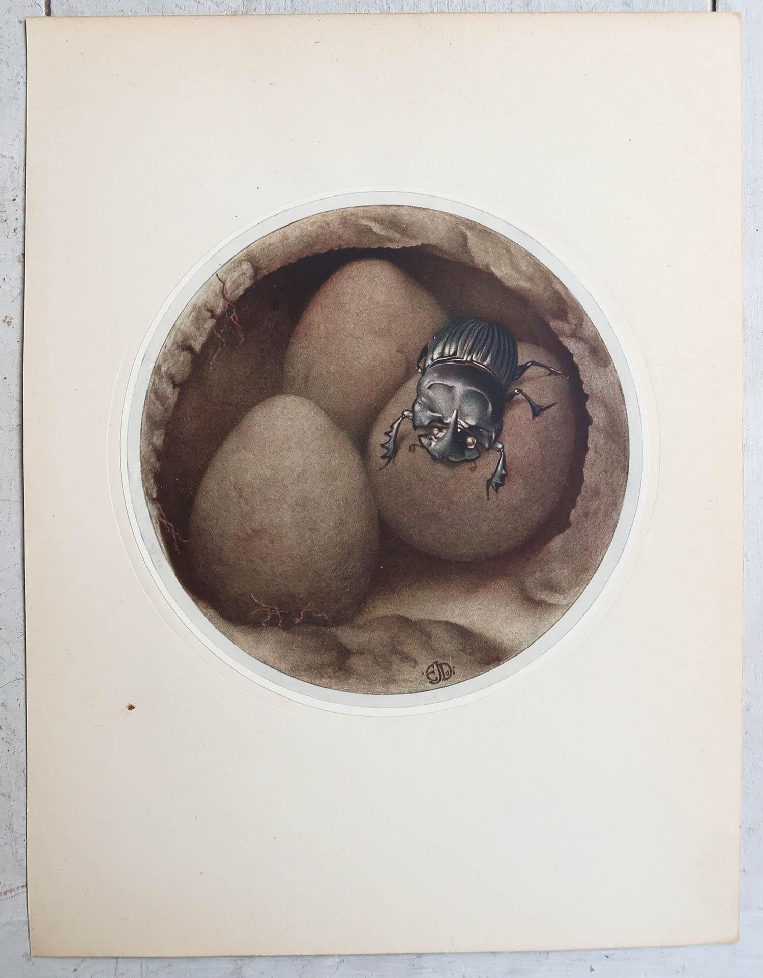 Britannique Impression originale d'un copris / scarabée espagnol par E.J Detmold. C.1920 en vente