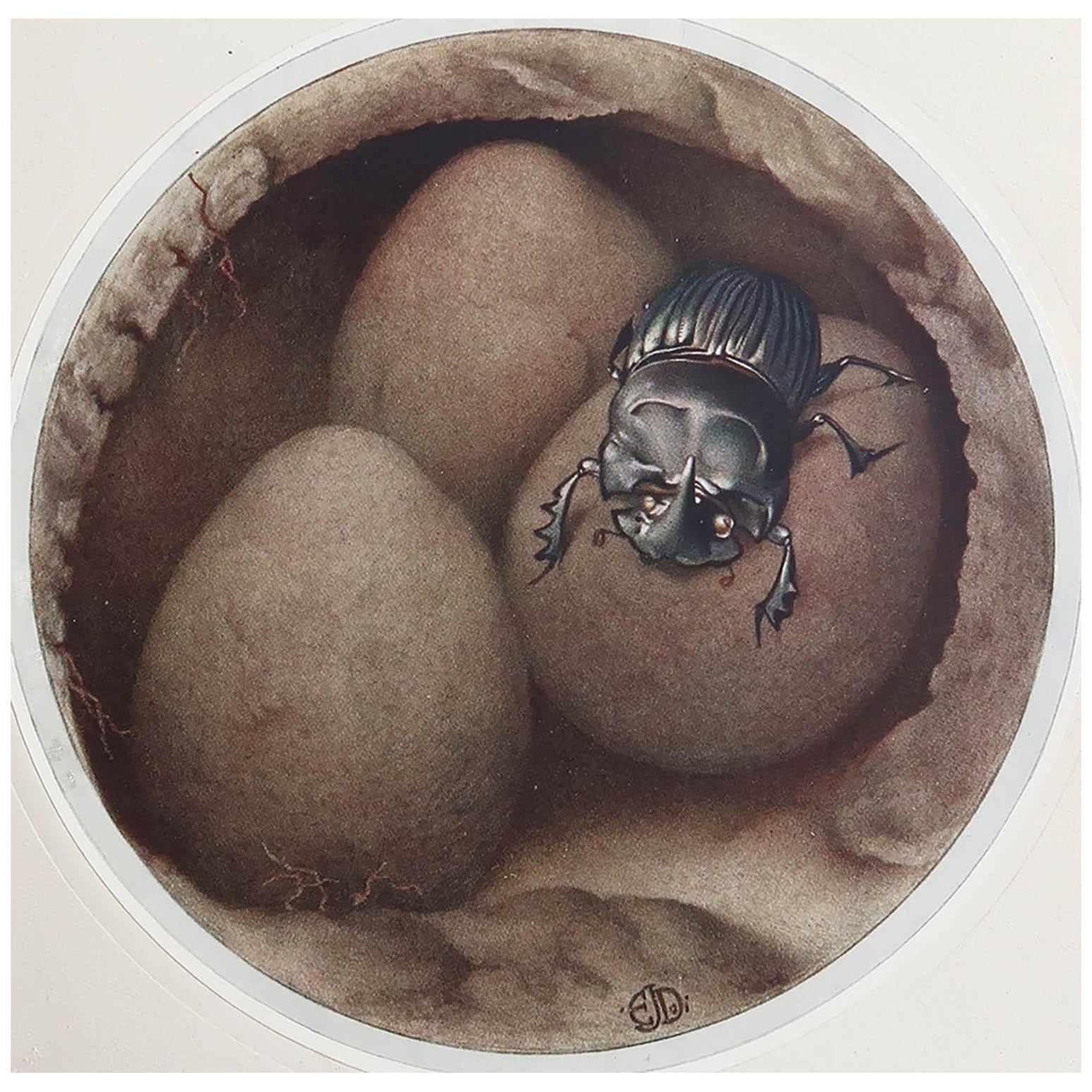 Impression originale d'un copris / scarabée espagnol par E.J Detmold. C.1920