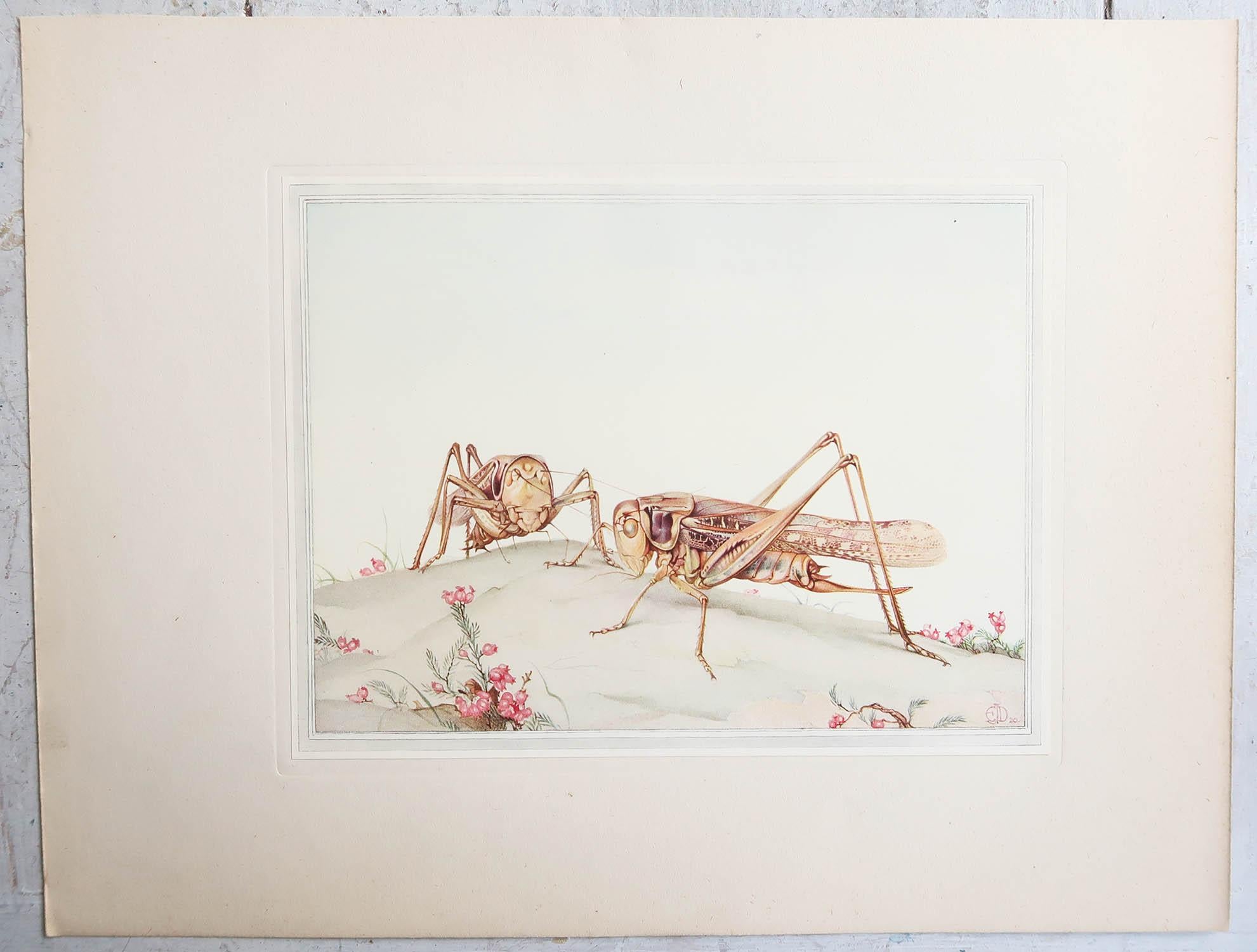 Britannique Impression originale d'un Bush-cricket à face blanche par E.J Detmold. C.1920 en vente
