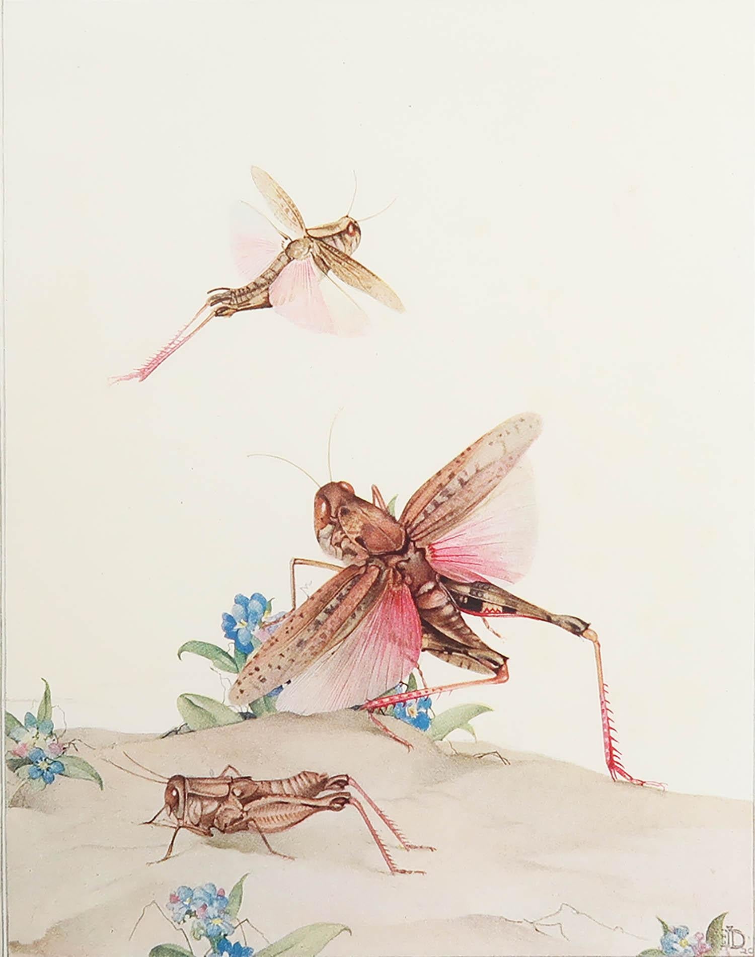 Splendida immagine di E.J Detmold

Piastra rovesciata. Su carta

Litografia. 

Pubblicato nel 1920

La misura indicata è il formato della carta, non l'immagine effettivamente stampata.

