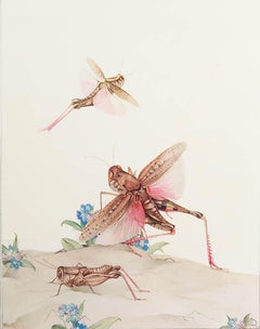 Original Vintage Print of An Italian Locust By E.J Detmold. C.1920