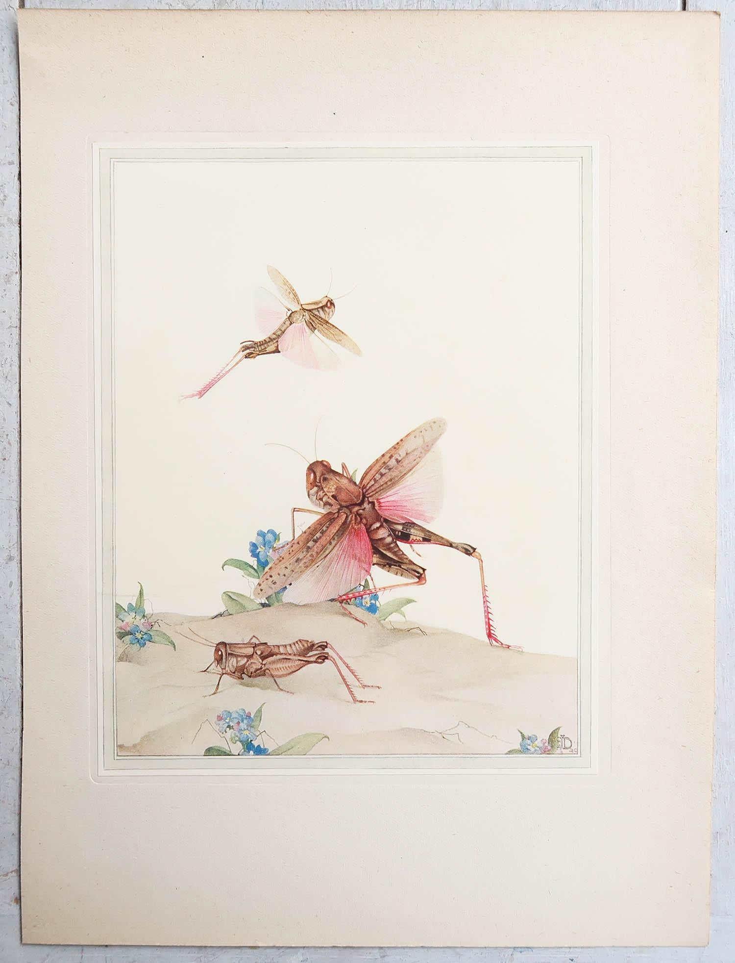 Altro Stampa originale d'epoca di una locusta italiana di E.J Detmold. C.1920 in vendita