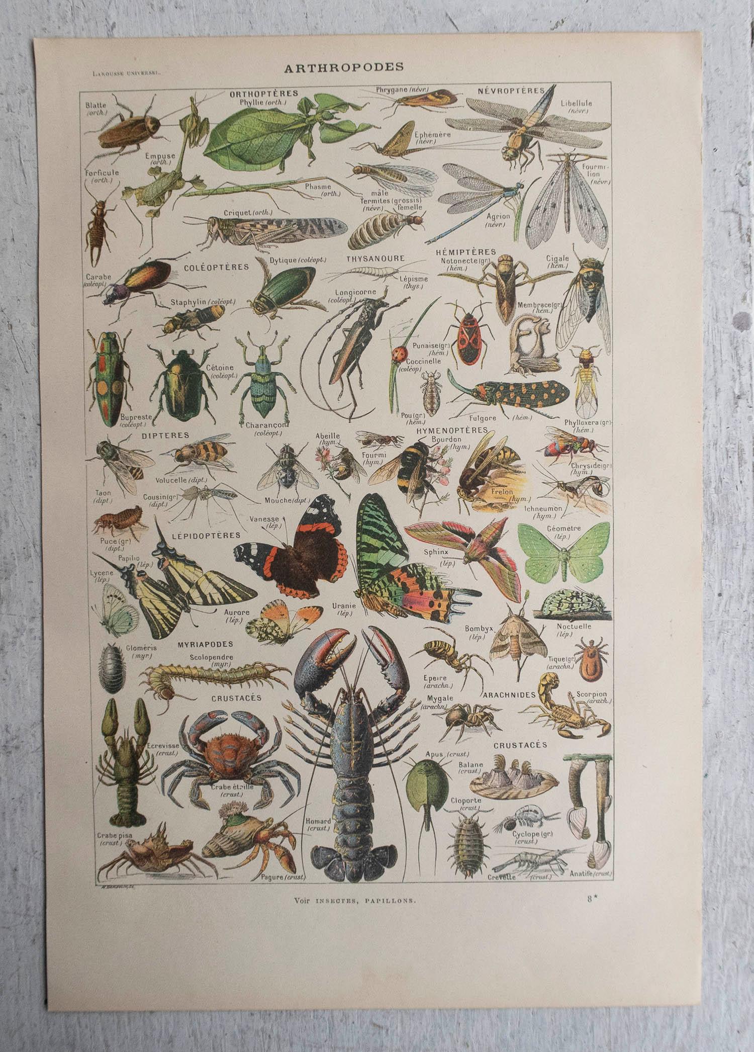 Other Original Vintage Print of Arthropods. French, C.1920 For Sale