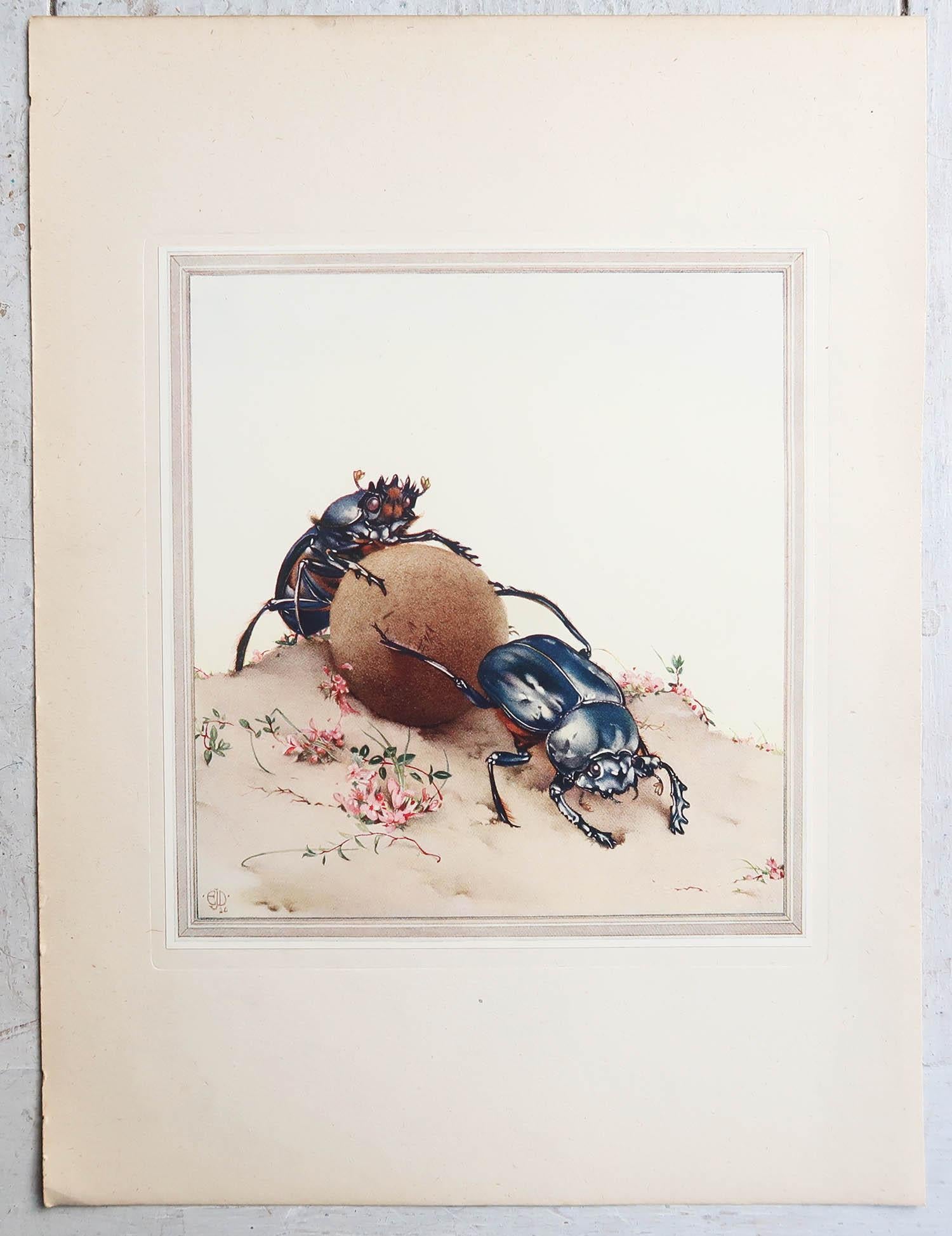 Britannico Stampa originale d'epoca di scarabei di E.J Detmold. C.1920 in vendita