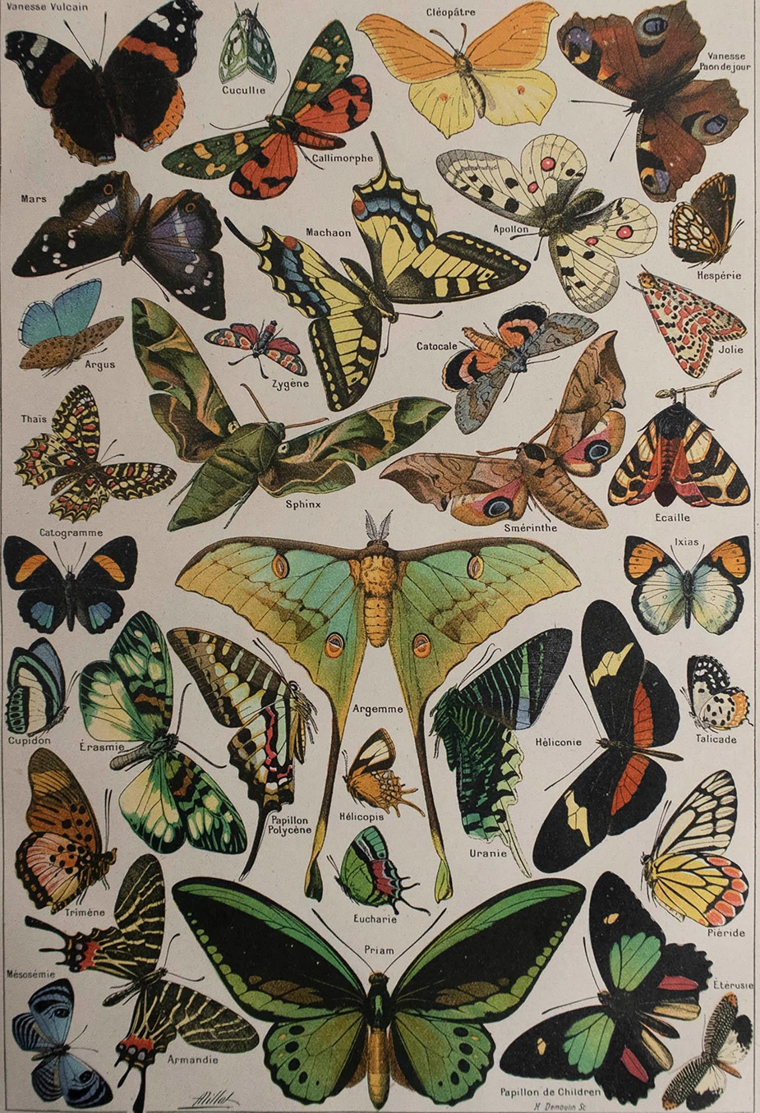 Great image of butterflies

Unframed. It gives you the option of perhaps making a set up using your own choice of frames.

Chromo-lithograph

Published, C.1920

Free shipping.





