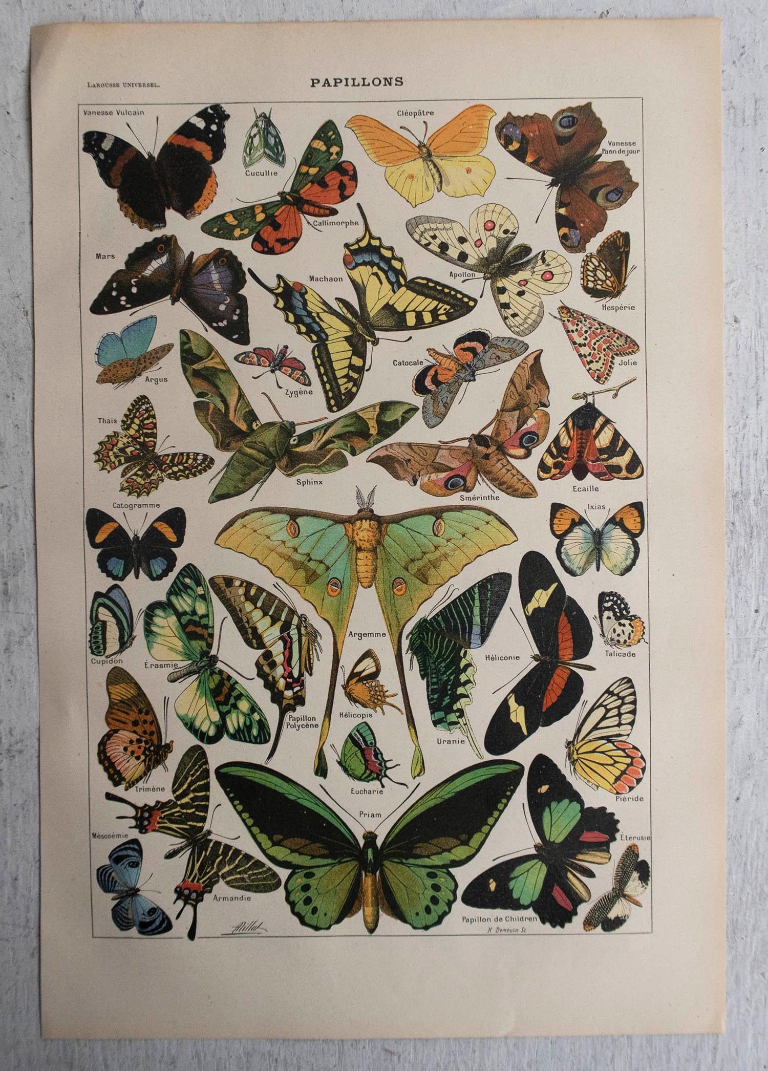Folk Art Original Vintage Print of Butterflies. French, C.1920 For Sale