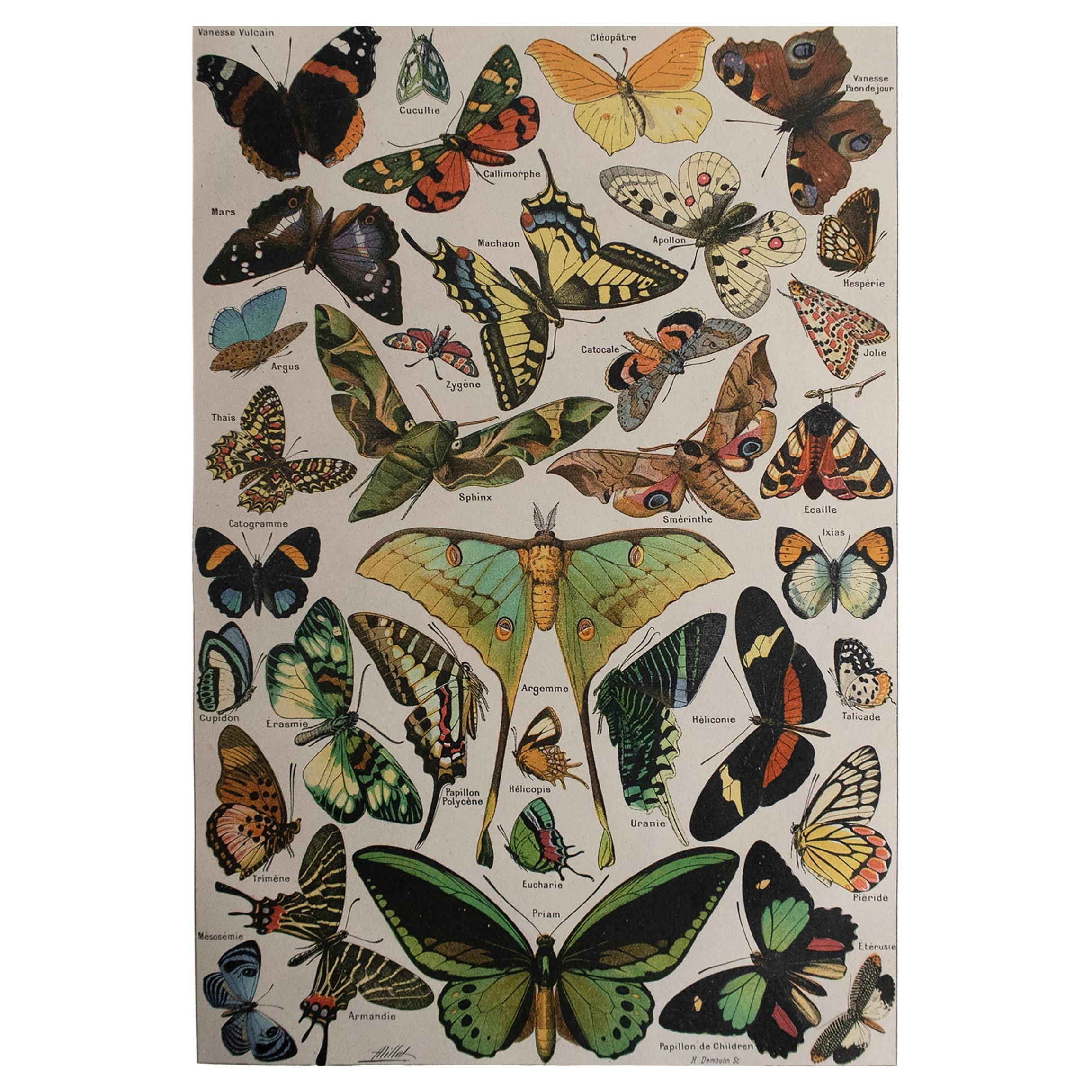 Original Vintage Print of Butterflies. French, C.1920 For Sale