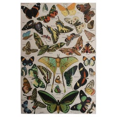 Original Vintage-Druck von Schmetterlingen. Französisch, C.1920
