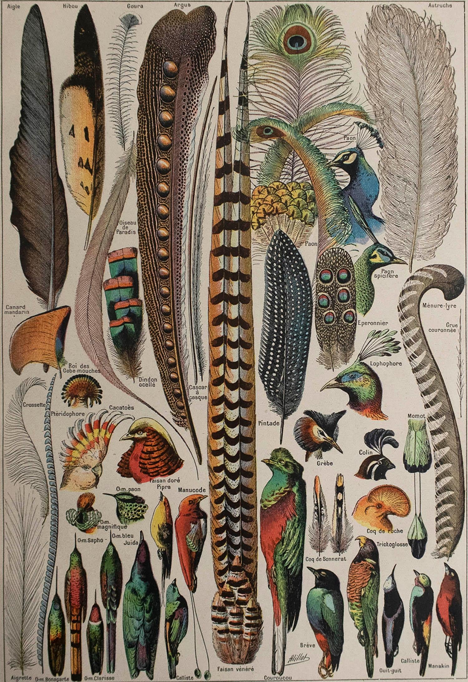 Great image of feathers

Unframed. It gives you the option of perhaps making a set up using your own choice of frames.

Chromo-lithograph

Published, C.1920

Free shipping.




