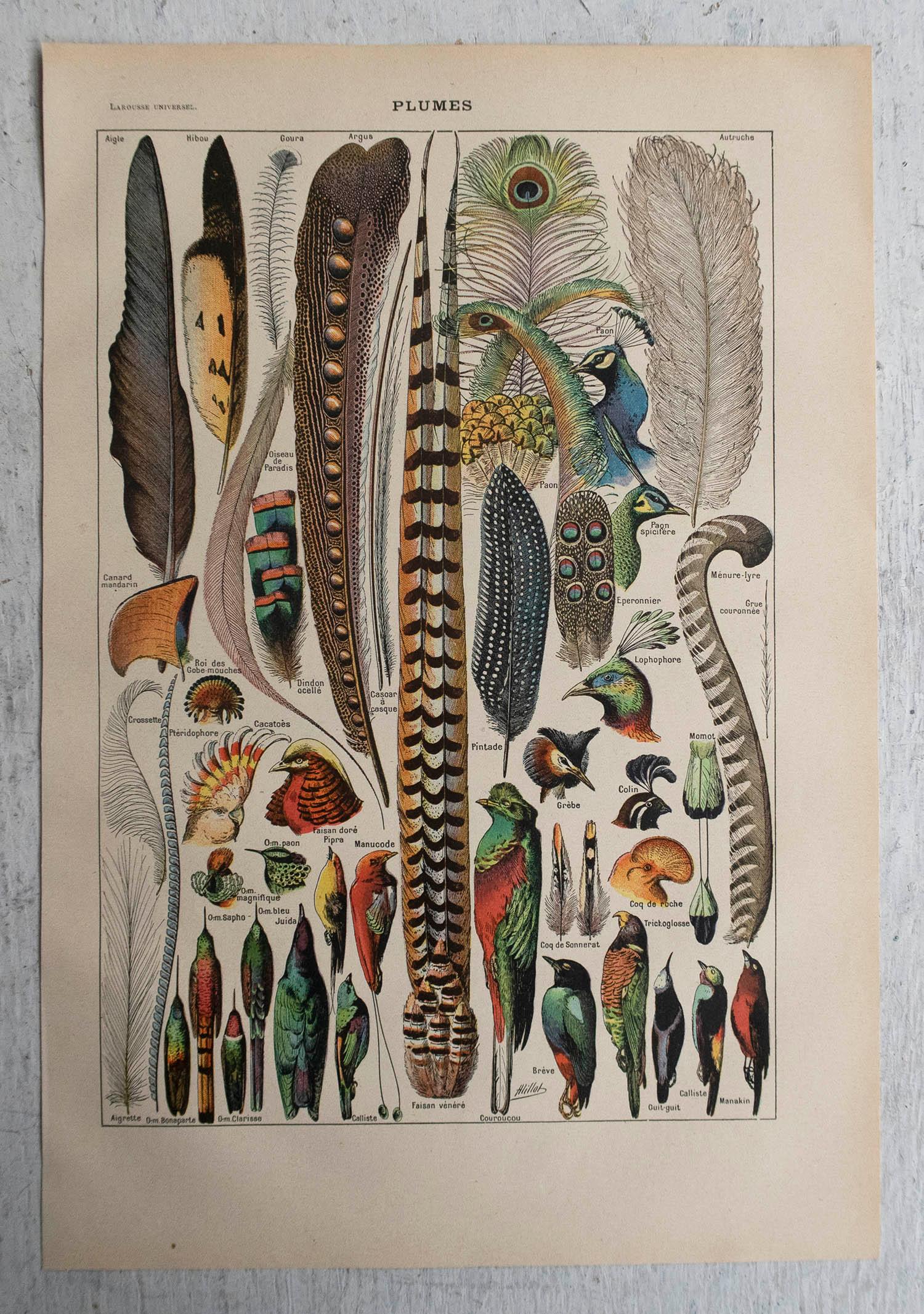 Folk Art Original Vintage Print of Feathers. French, C.1920