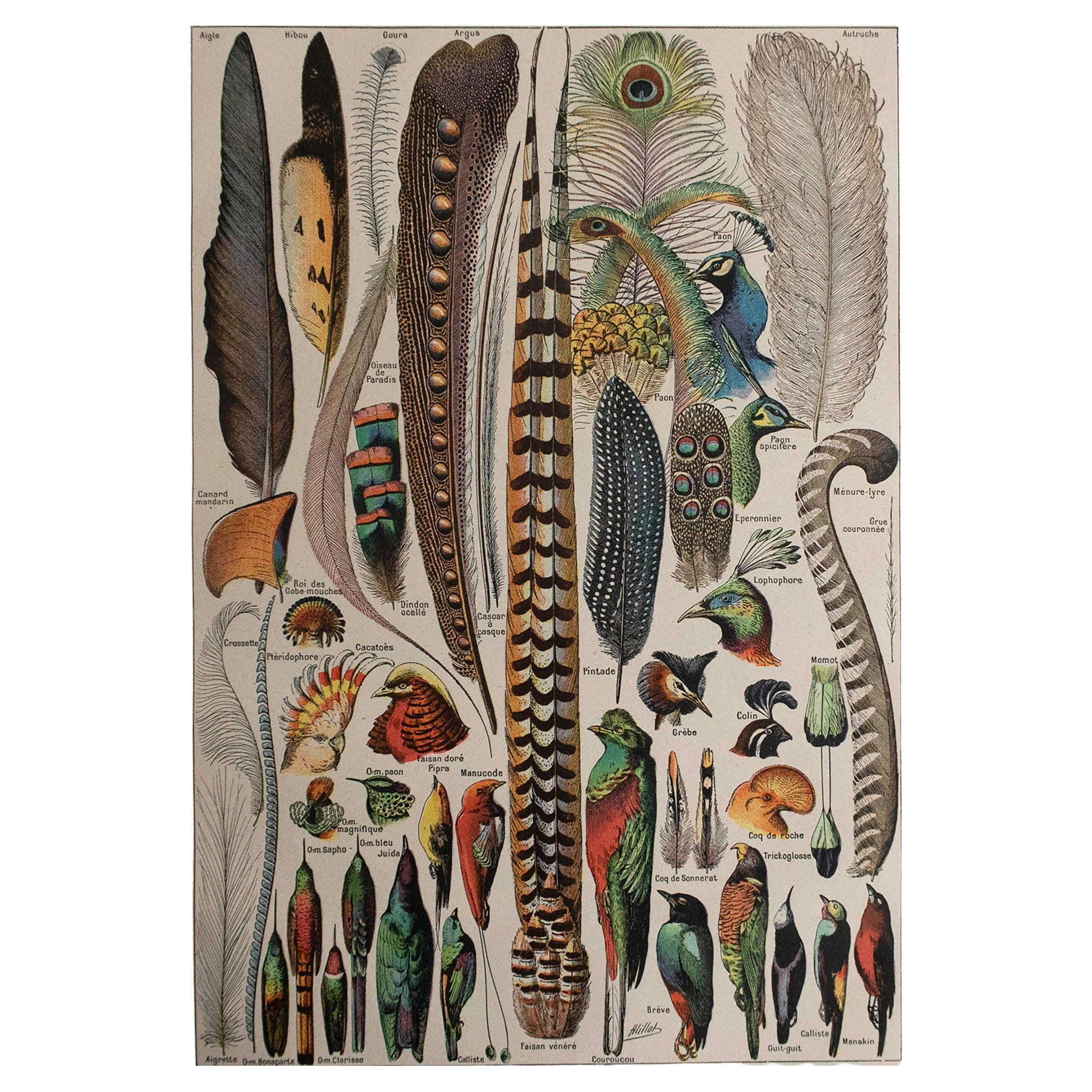 Original Vintage Print of Feathers. French, C.1920 For Sale