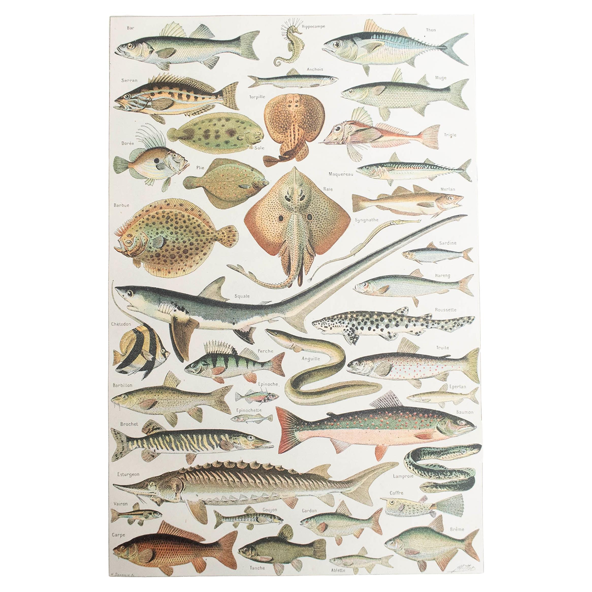 Original Vintage Print of Fish. French, C.1920