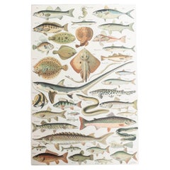 Impression vintage originale de poissons. Français, C.C.
