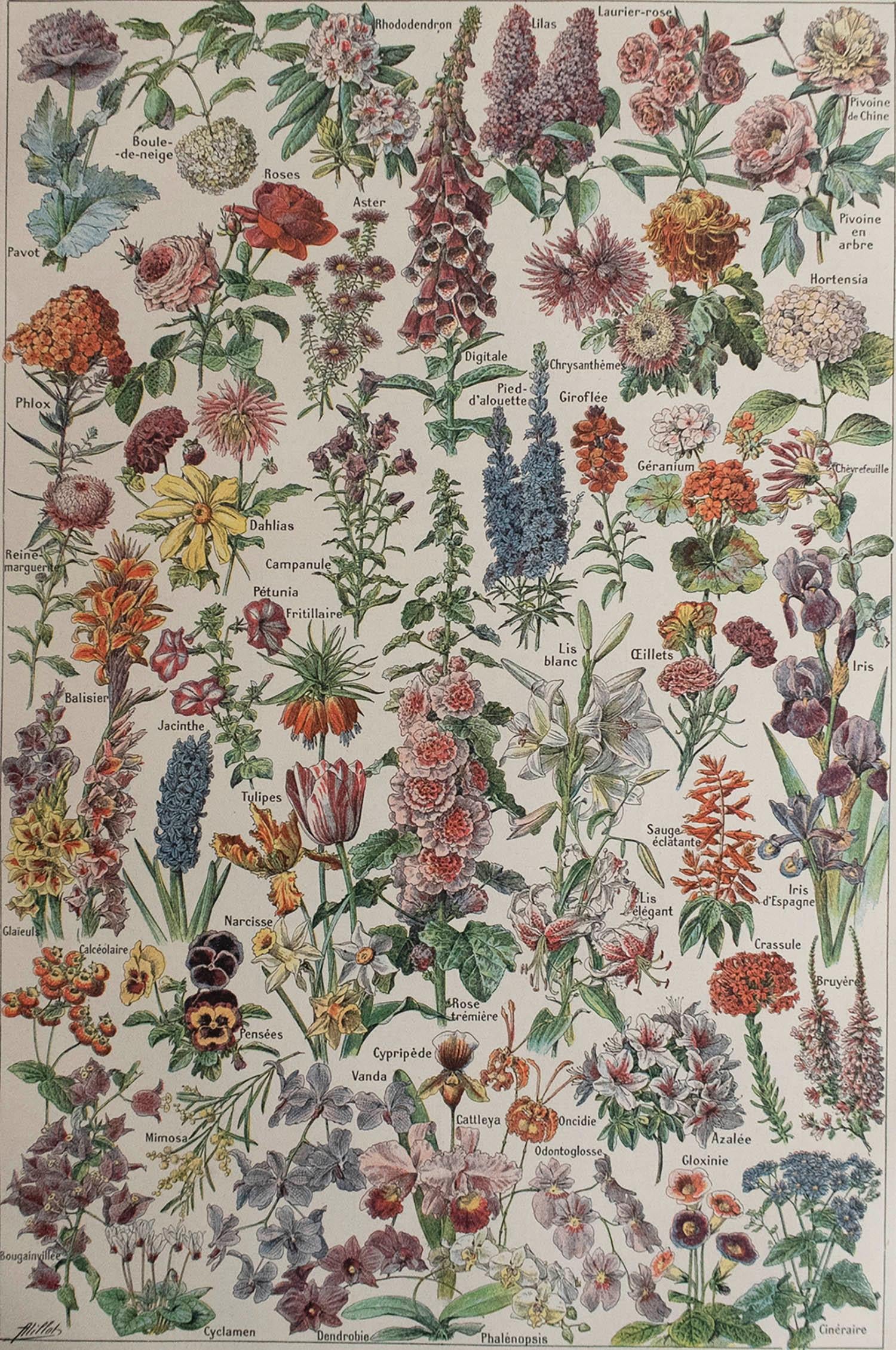 Great image of flowers

Unframed. It gives you the option of perhaps making a set up using your own choice of frames.

Chromo-lithograph

Published, C.1920

Free shipping.




