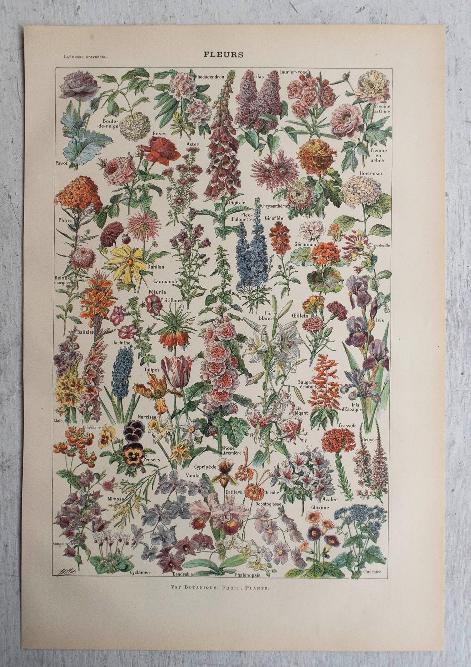 Folk Art Original Vintage Print of Flowers. French, C.1920