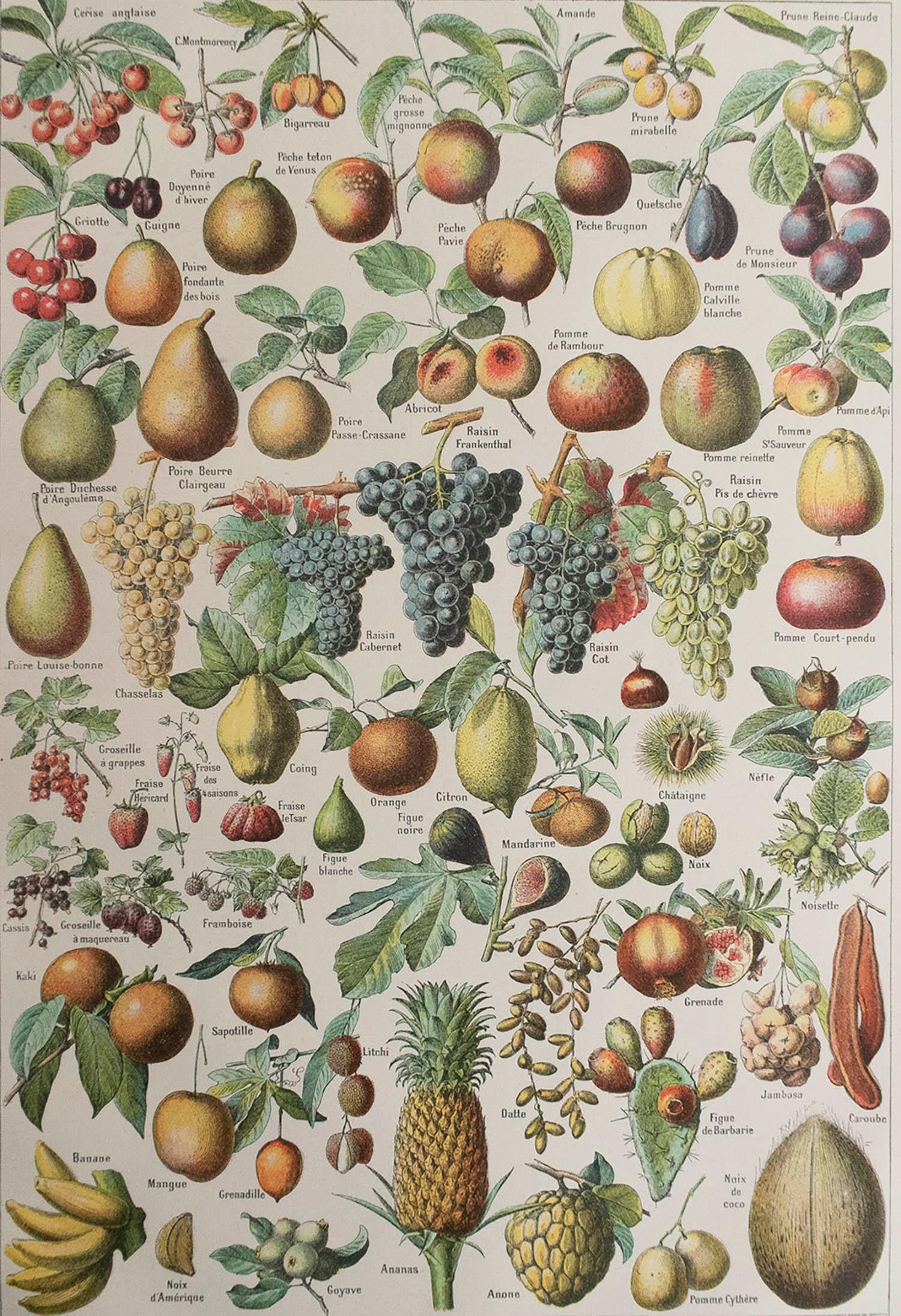 Great image of fruits

Unframed. It gives you the option of perhaps making a set up using your own choice of frames.

Chromo-lithograph

Published, C.1920

Free shipping.




