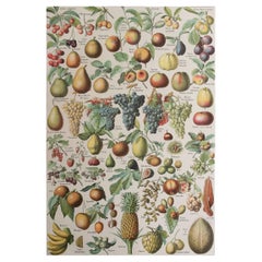Impression vintage originale de fruits. Français, C.C.