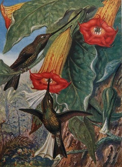 Original Vintage Print of Hummingbirds, C.1920