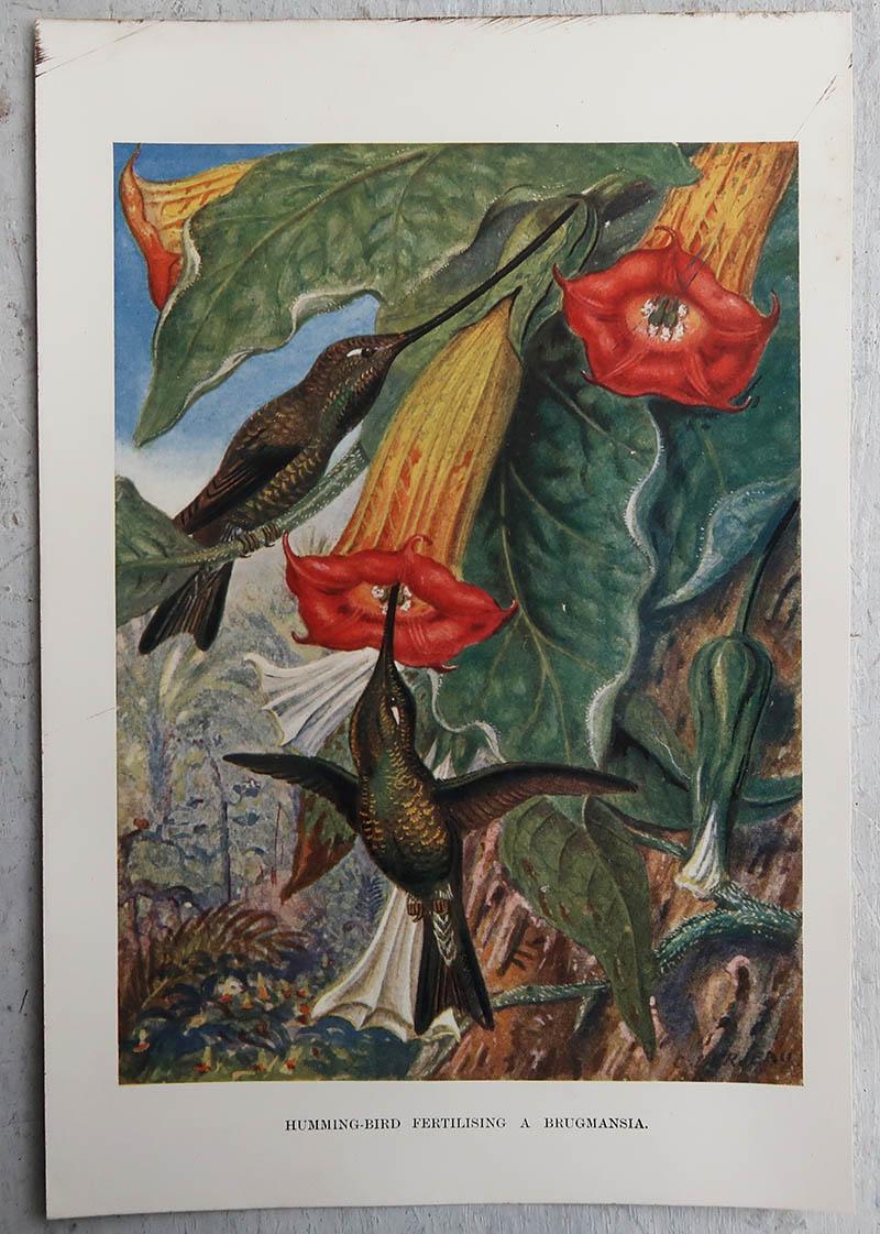 English Original Vintage Print of Hummingbirds, C.1920