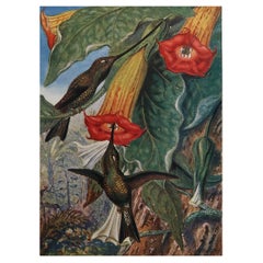 Original Vintage Print of Hummingbirds, C.1920