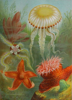 Original Vintage Print of Jelly Fish, C.1900