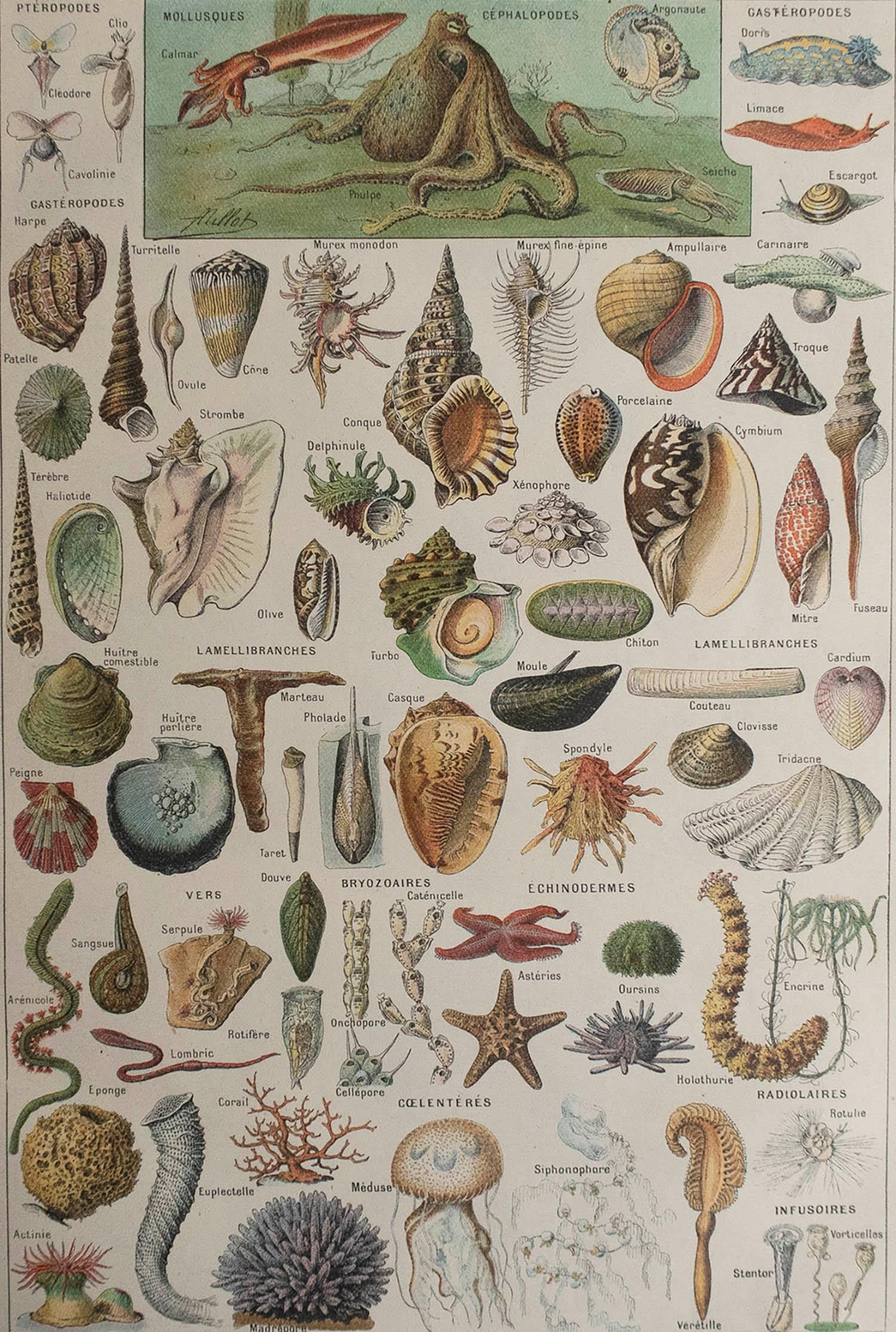 Great image of molluscs

Unframed. It gives you the option of perhaps making a set up using your own choice of frames.

Chromo-lithograph

Published, C.1920

Free shipping.




