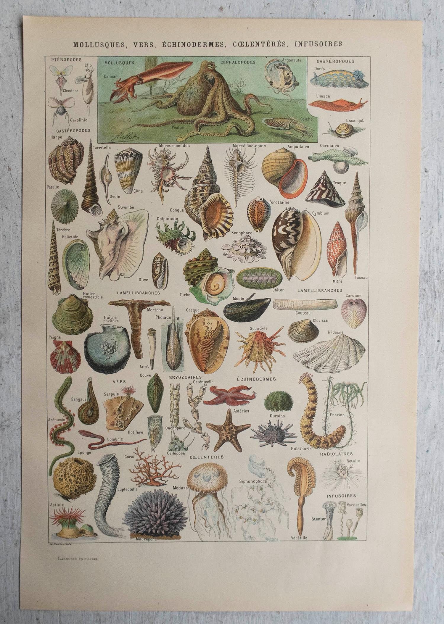 English Original Vintage Print of Molluscs. French, C.1920 For Sale