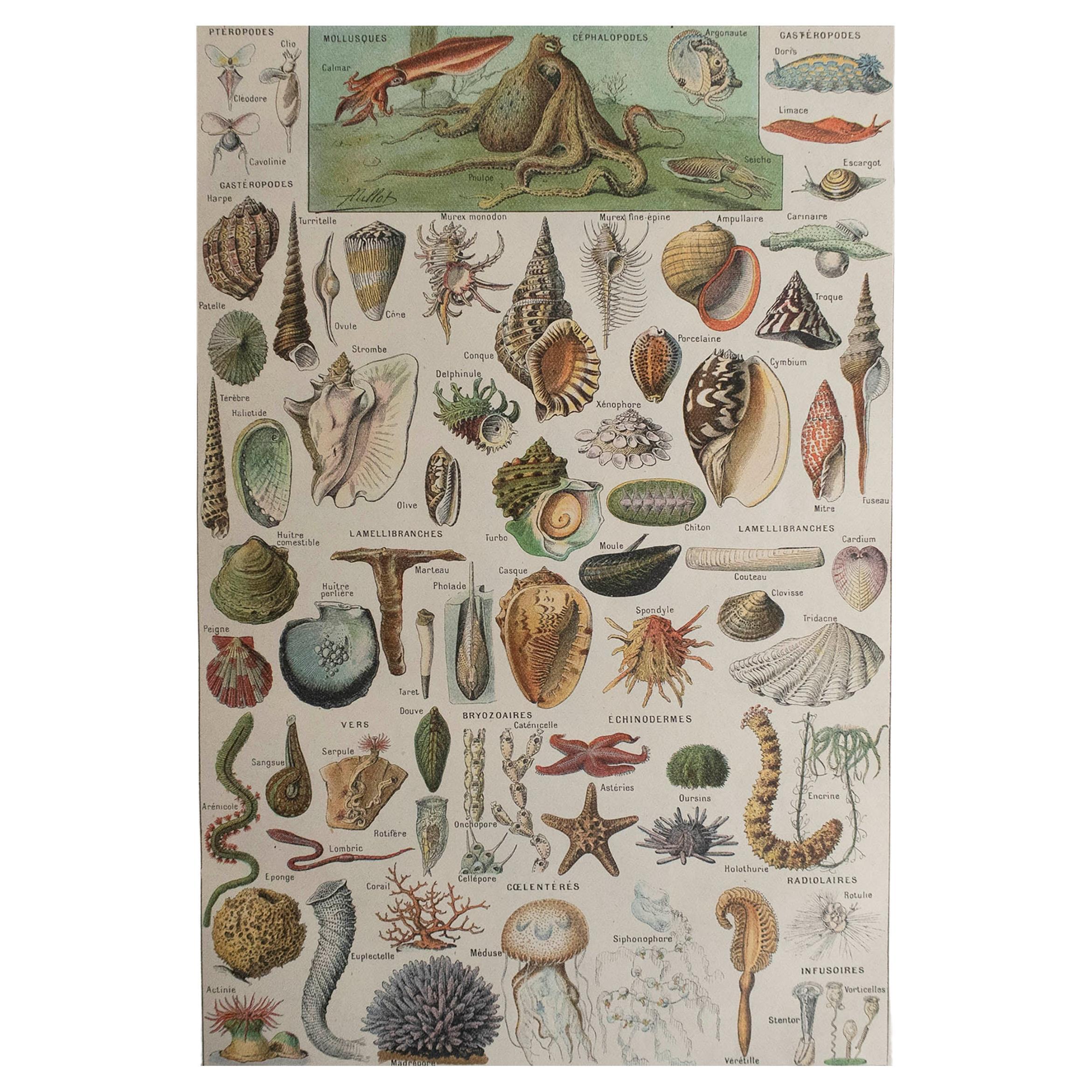Original Vintage Print of Molluscs. French, C.1920 For Sale