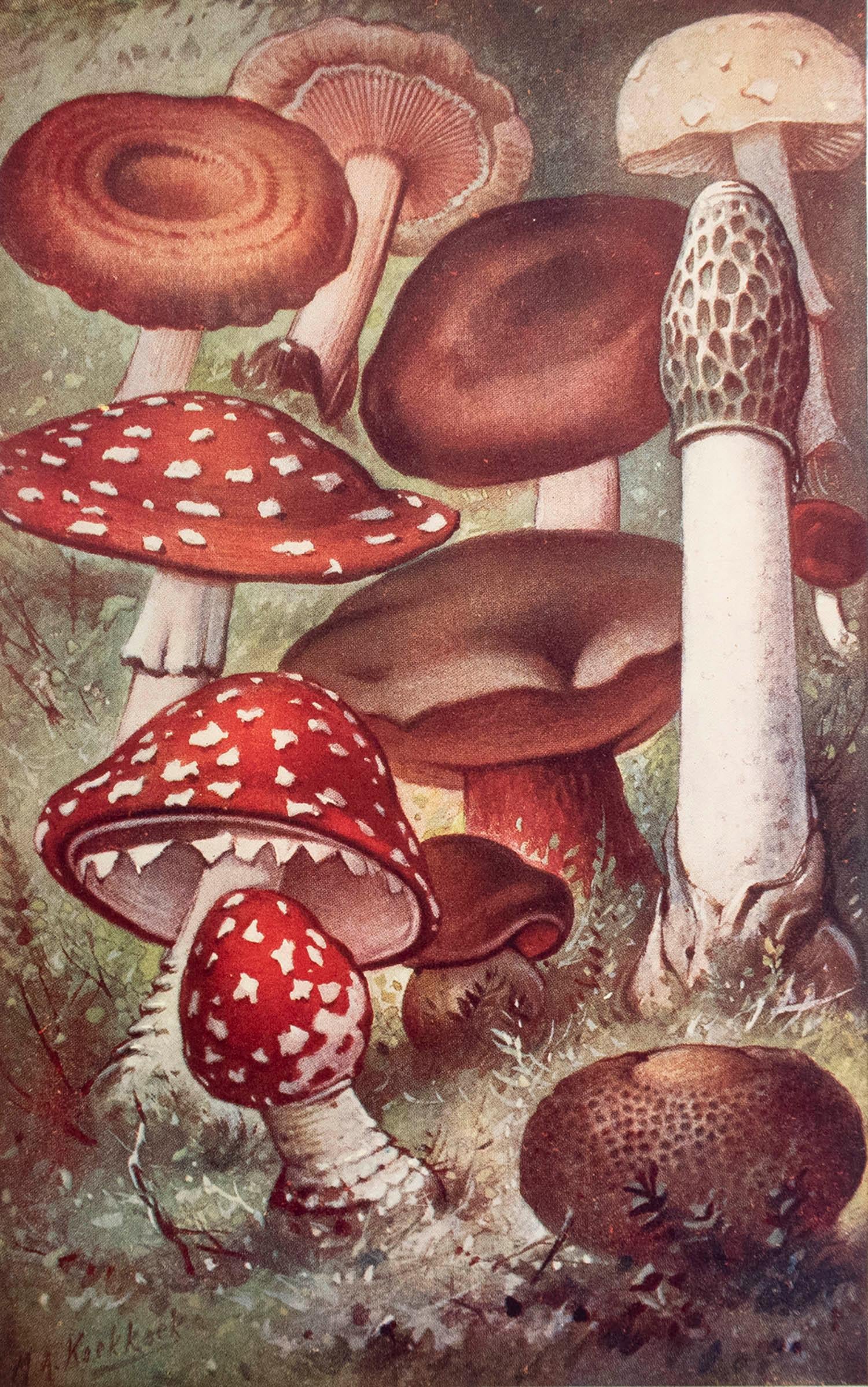 Great image of mushrooms.

Unframed.

Published, circa 1900.







