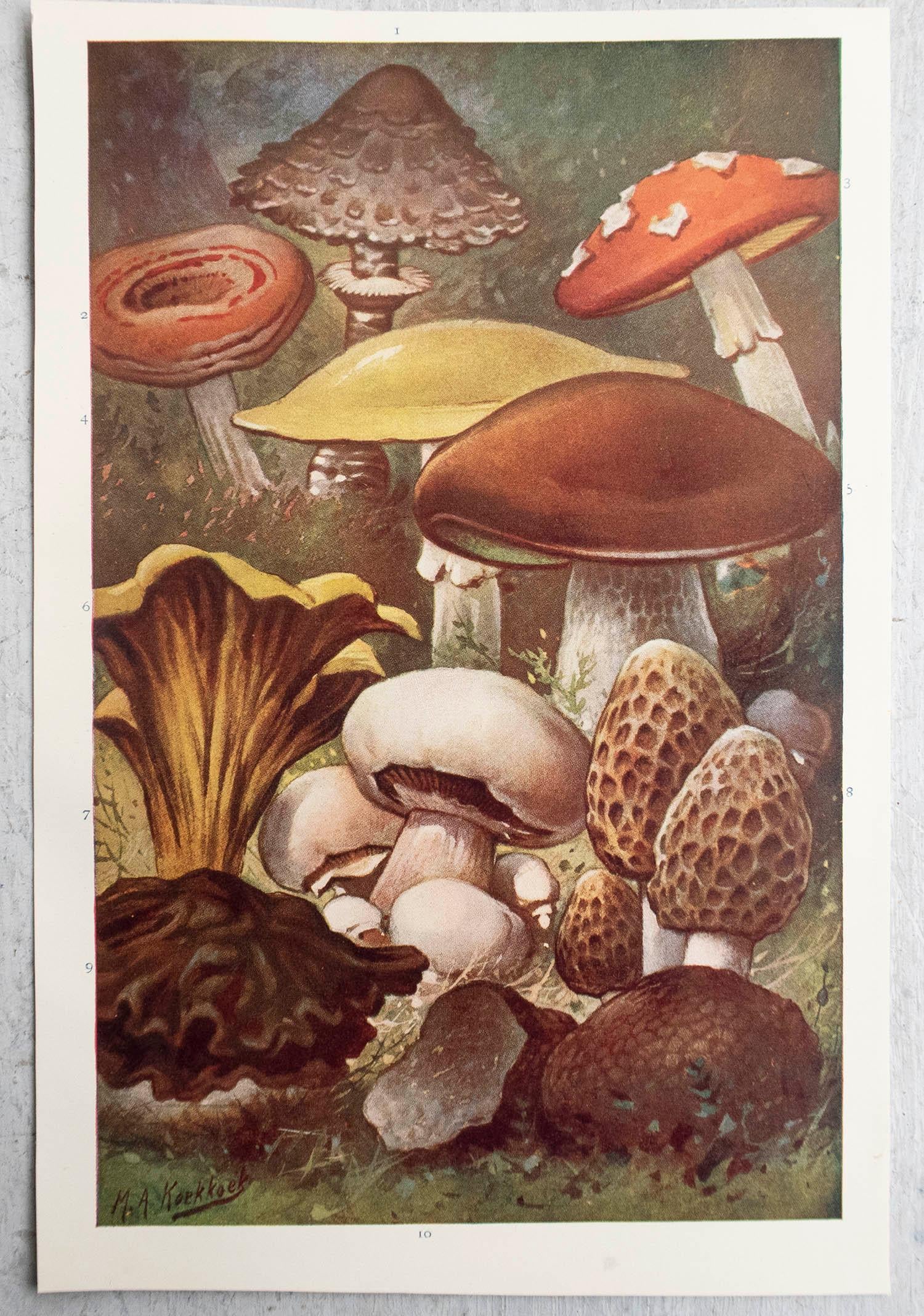 Edwardian Original Vintage Print of Mushrooms, circa 1900 For Sale