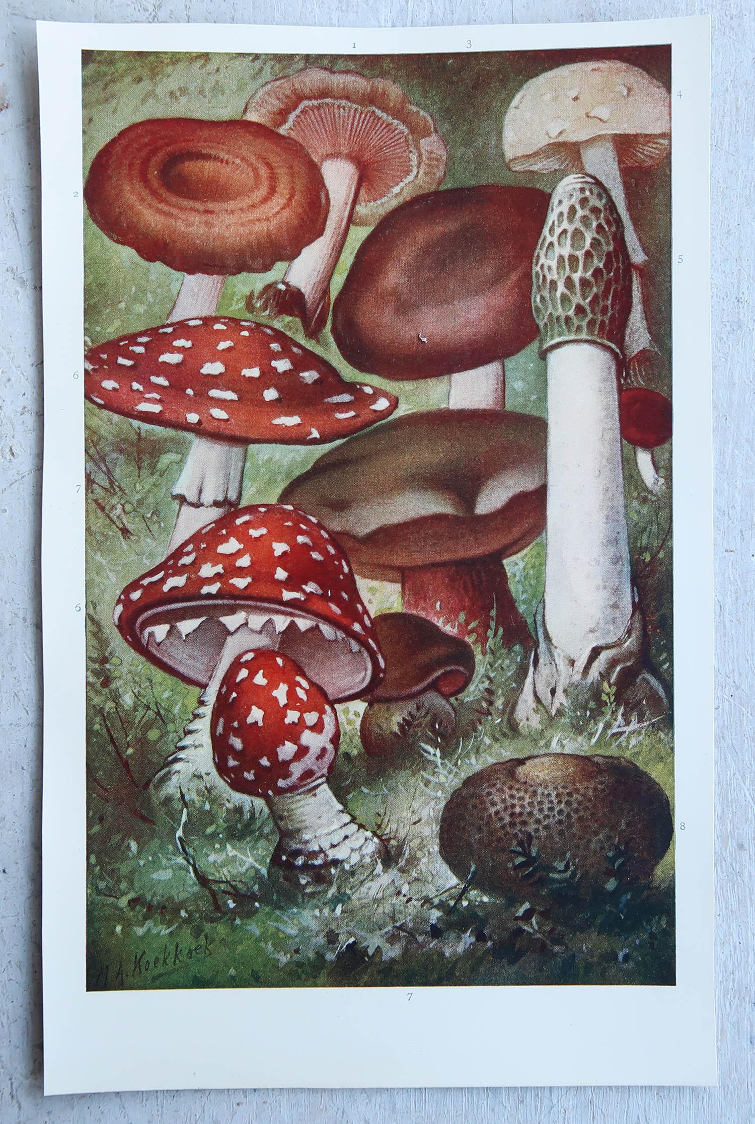 English Original Vintage Print of Mushrooms, circa 1900 For Sale