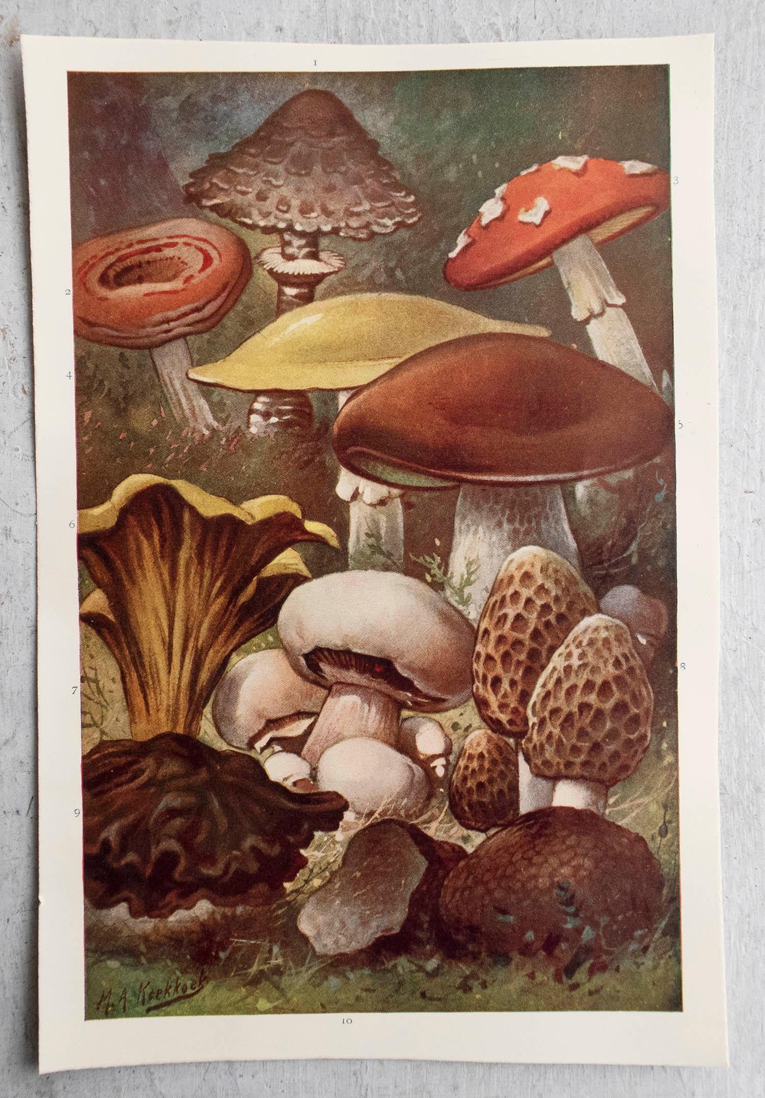 English Original Vintage Print of Mushrooms, circa 1900